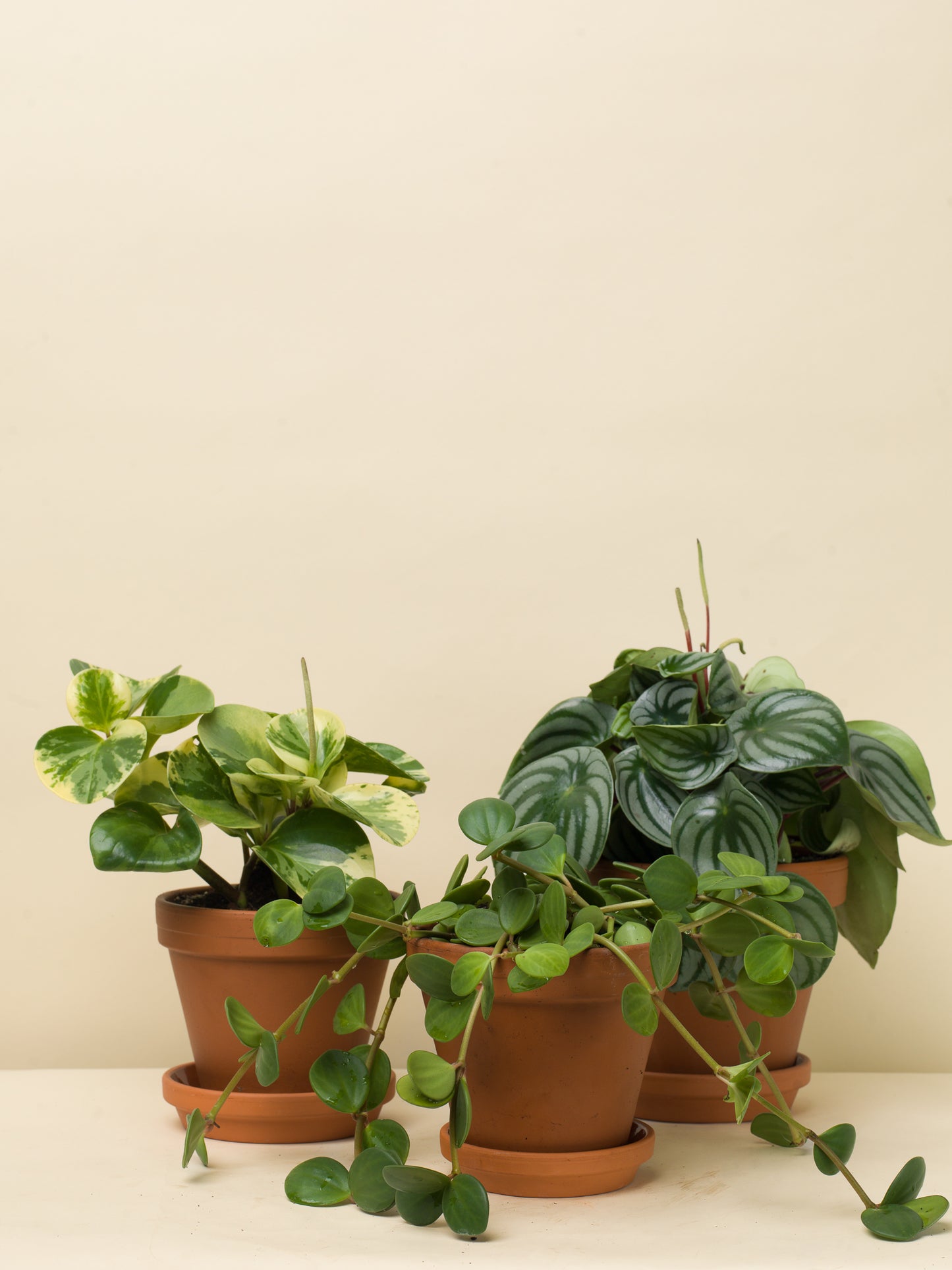 Peperomia argyreia Watermelon
