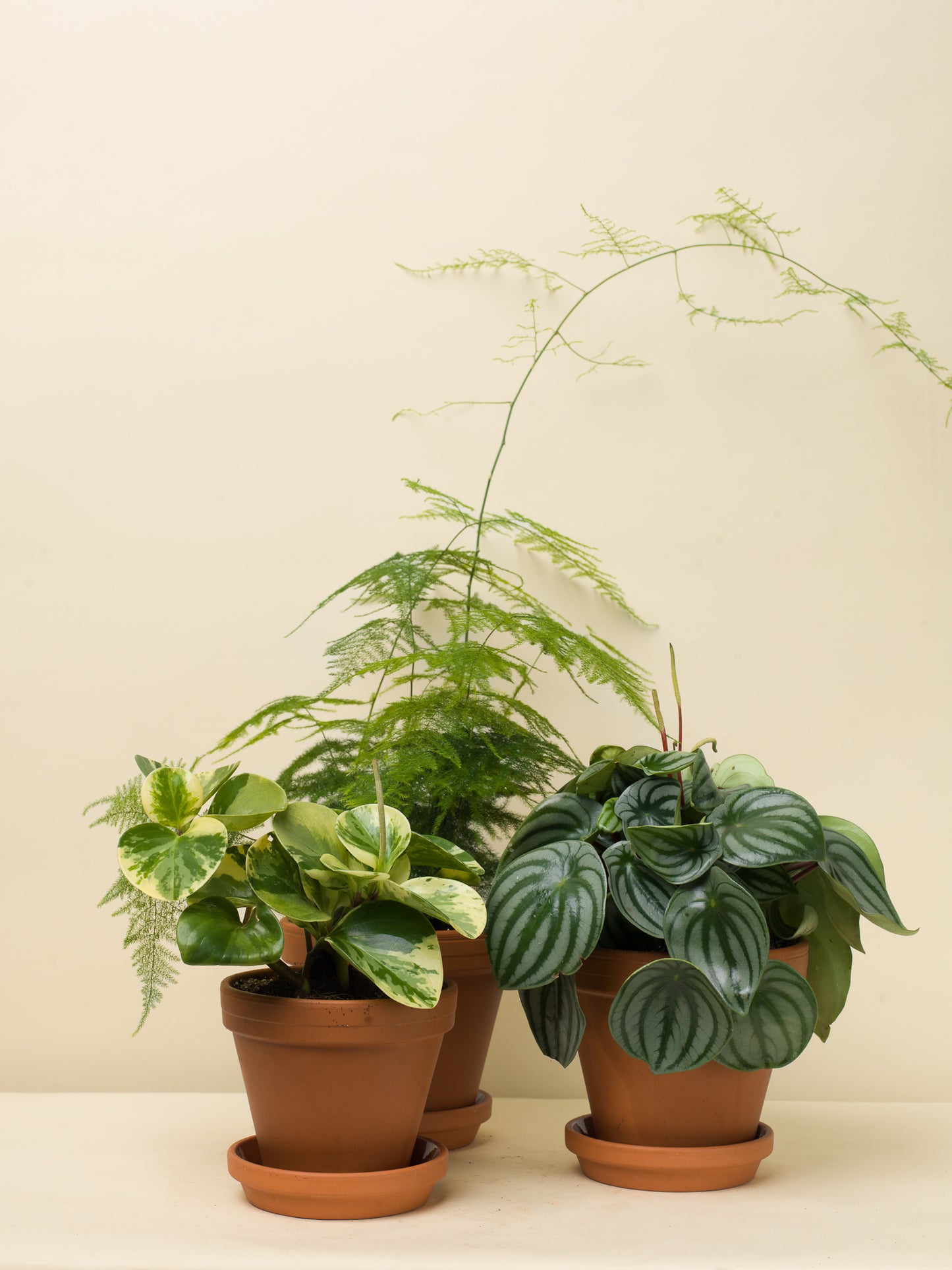 Peperomia argyreia Watermelon