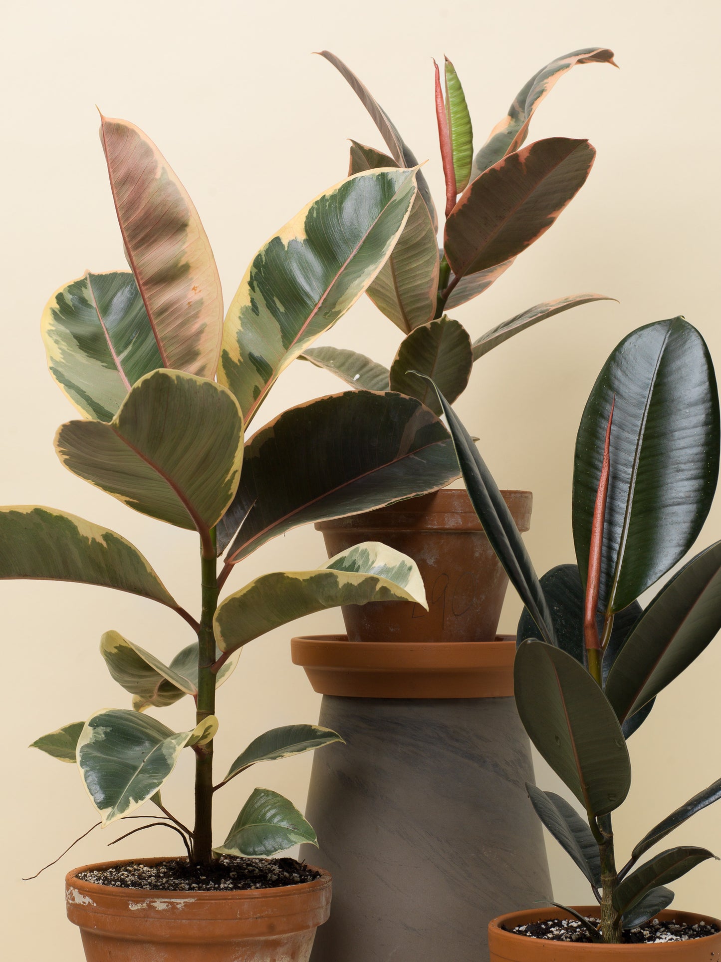 Ficus elastica Tineke