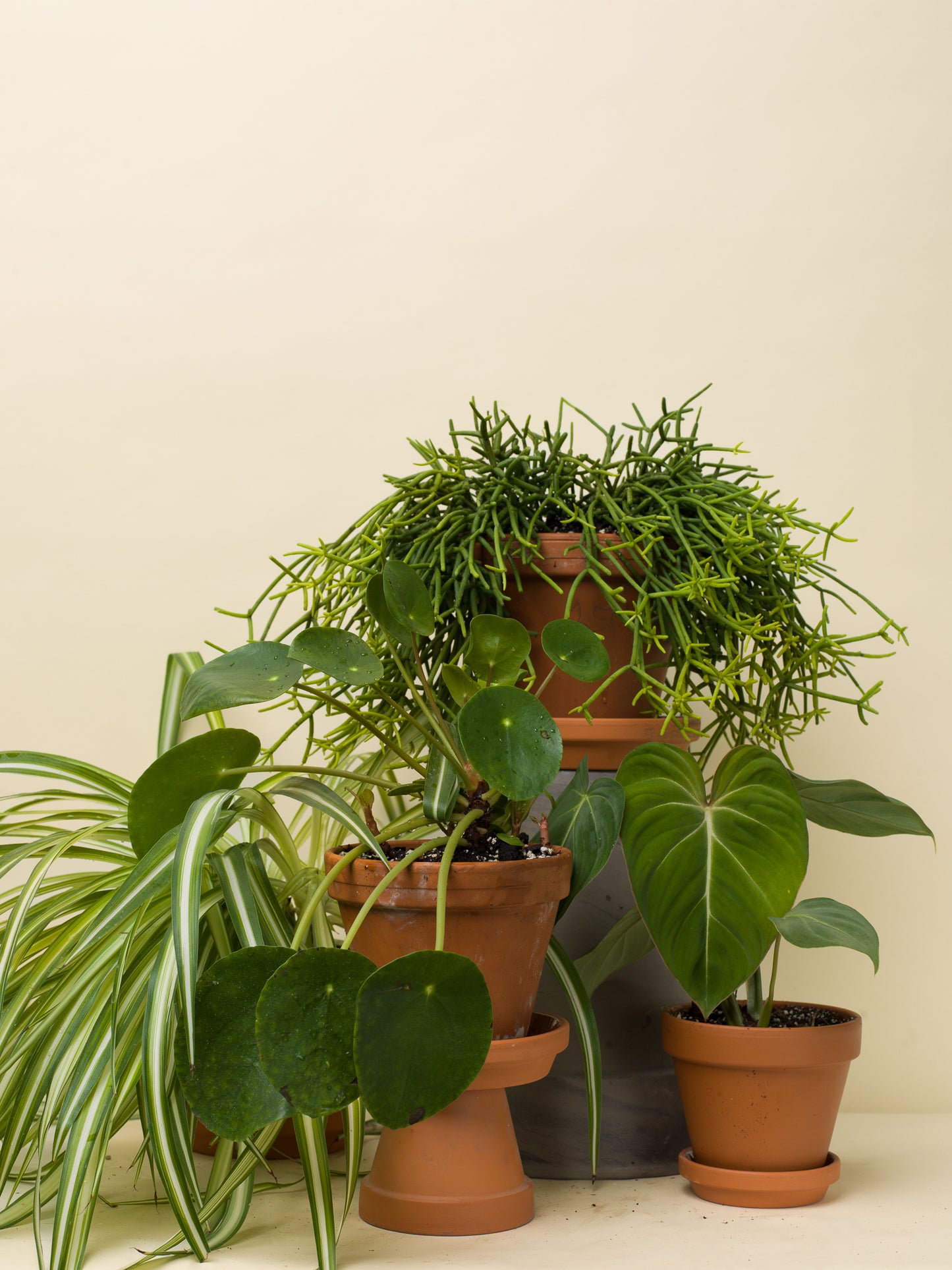 Pilea peperomioides větší