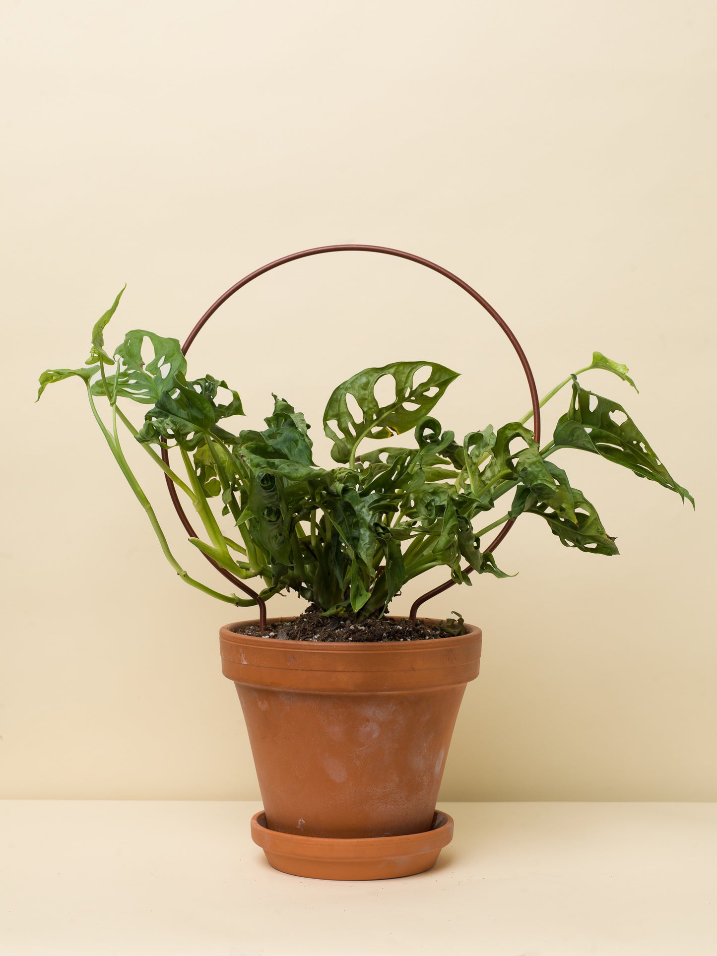 Monstera adansonii