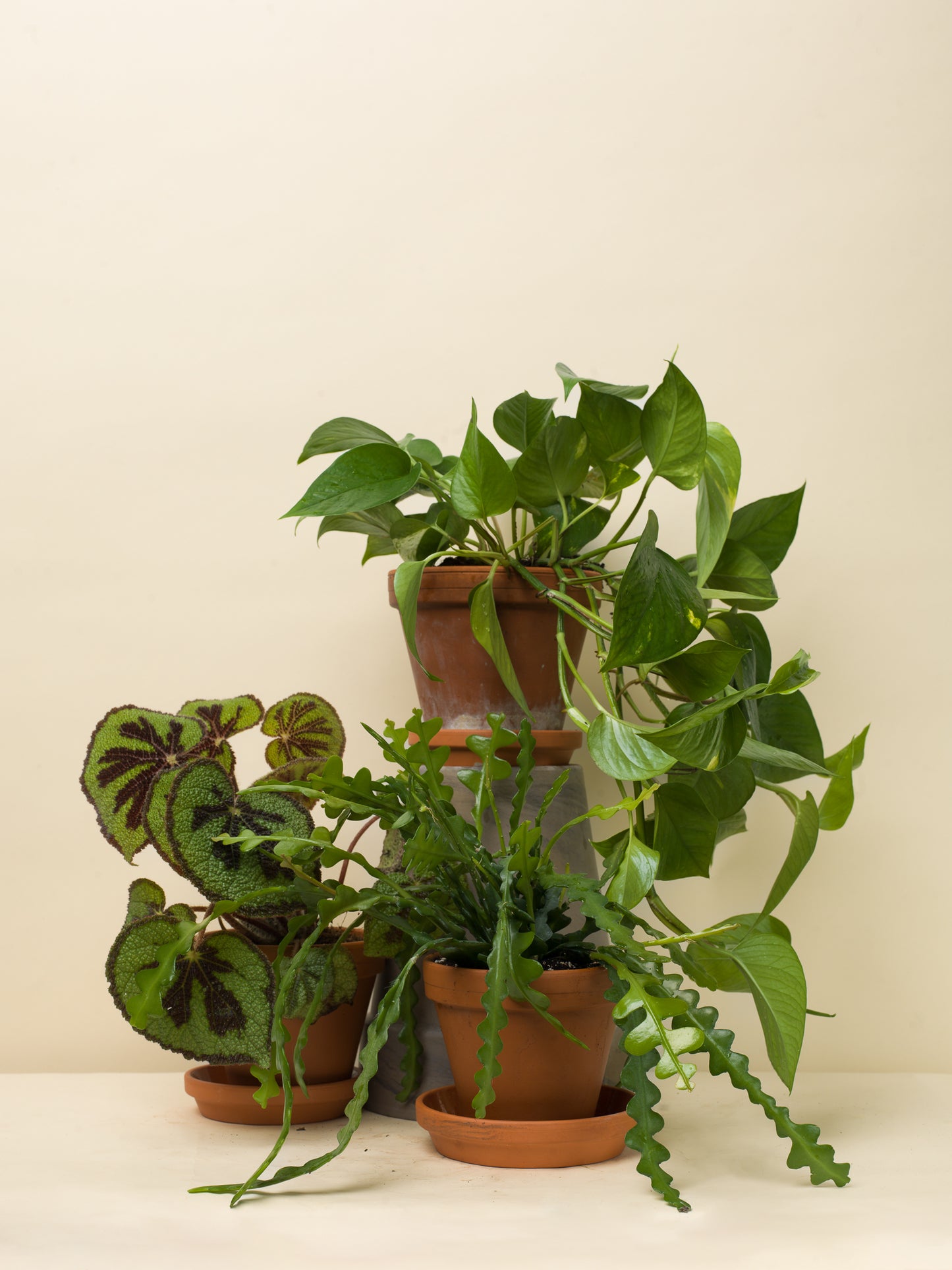 Epipremnum aureum