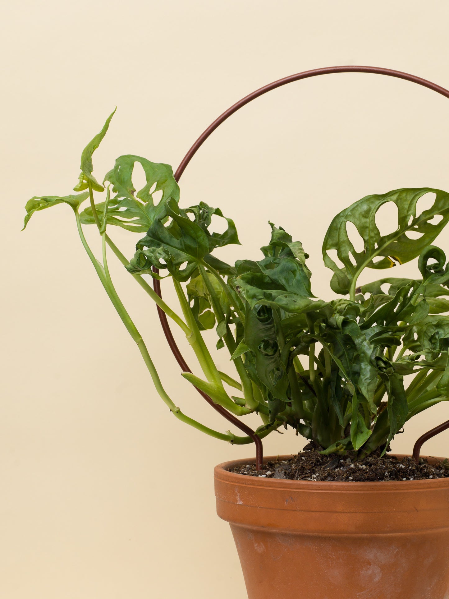 Monstera adansonii