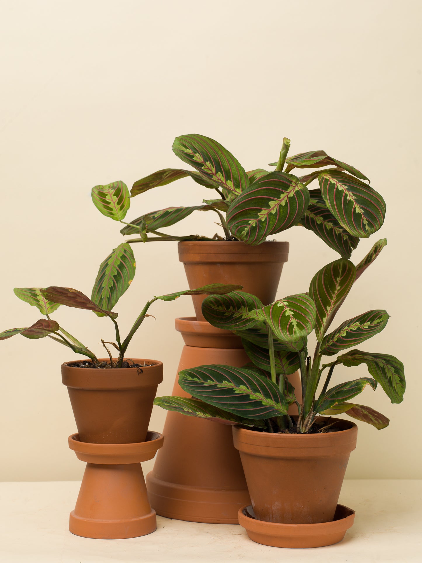 Maranta leuconeura Tricolor