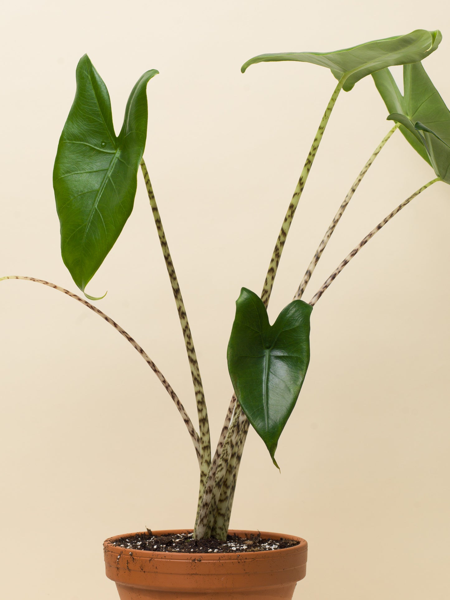 Alocasia zebrina