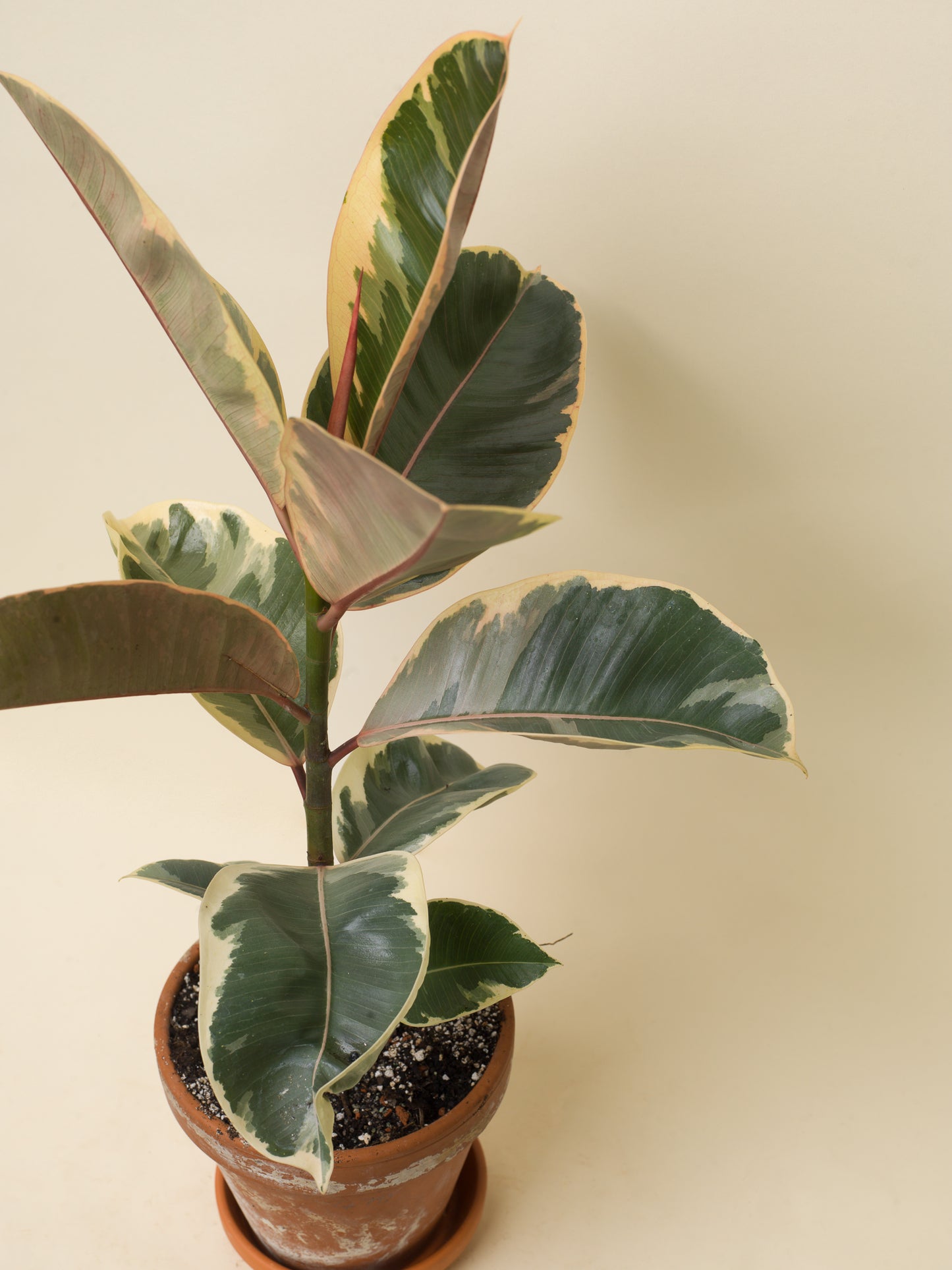 Ficus elastica Tineke