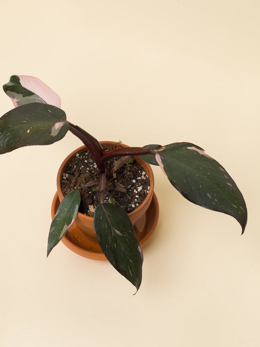 Philodendron Pink Princess