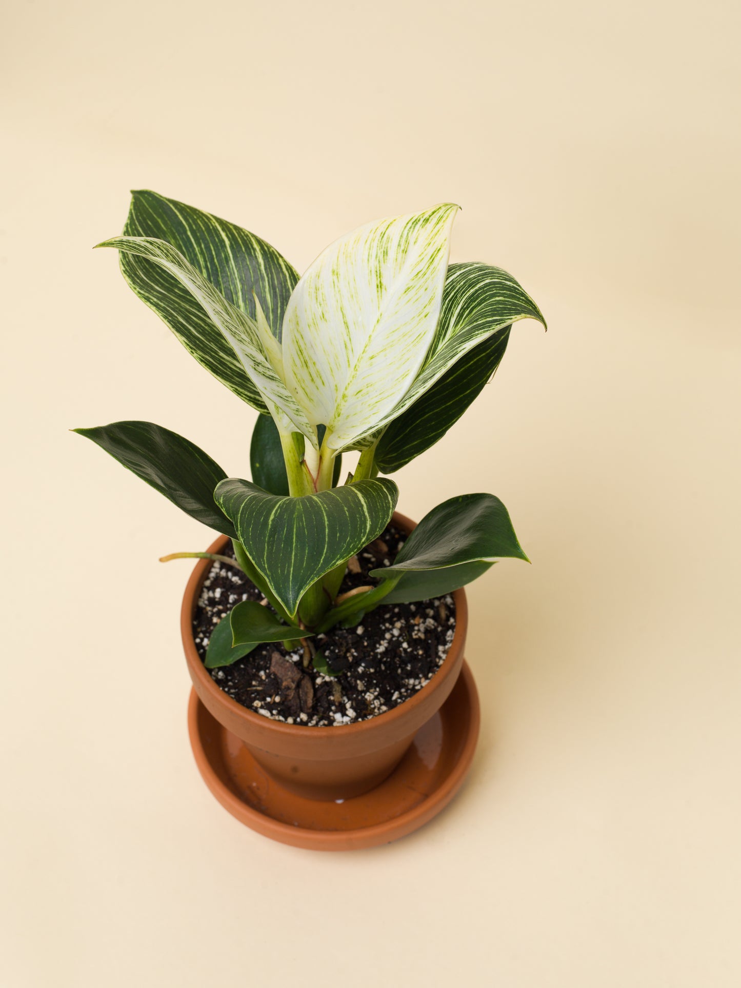 Philodendron birkin White Wave