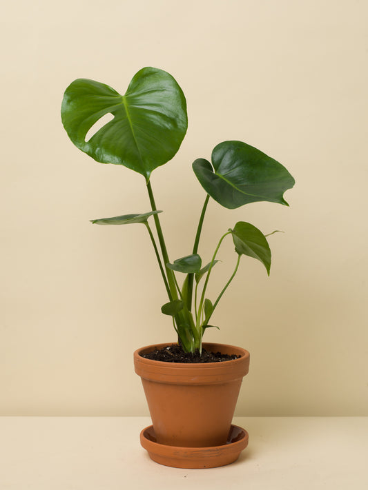 Monstera deliciosa menší