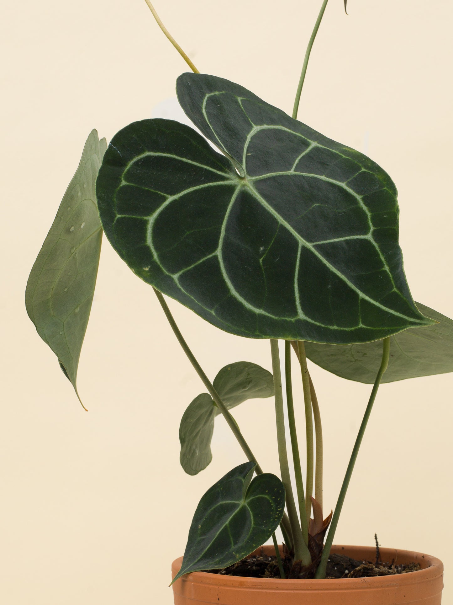 Anthurium clarinervium