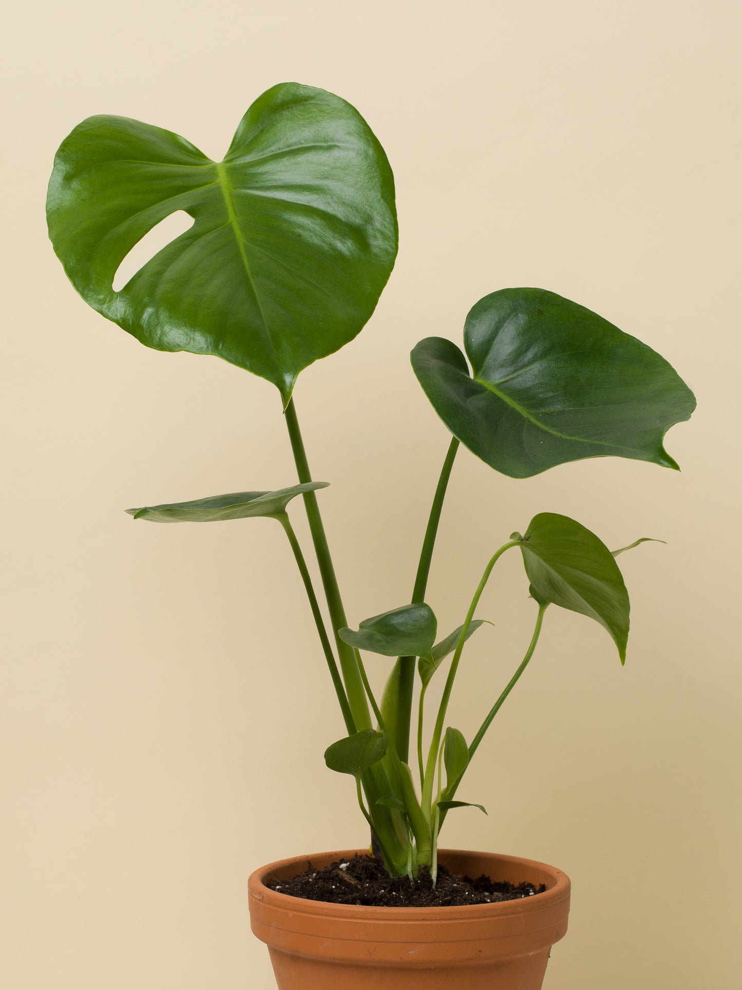 Monstera deliciosa menší