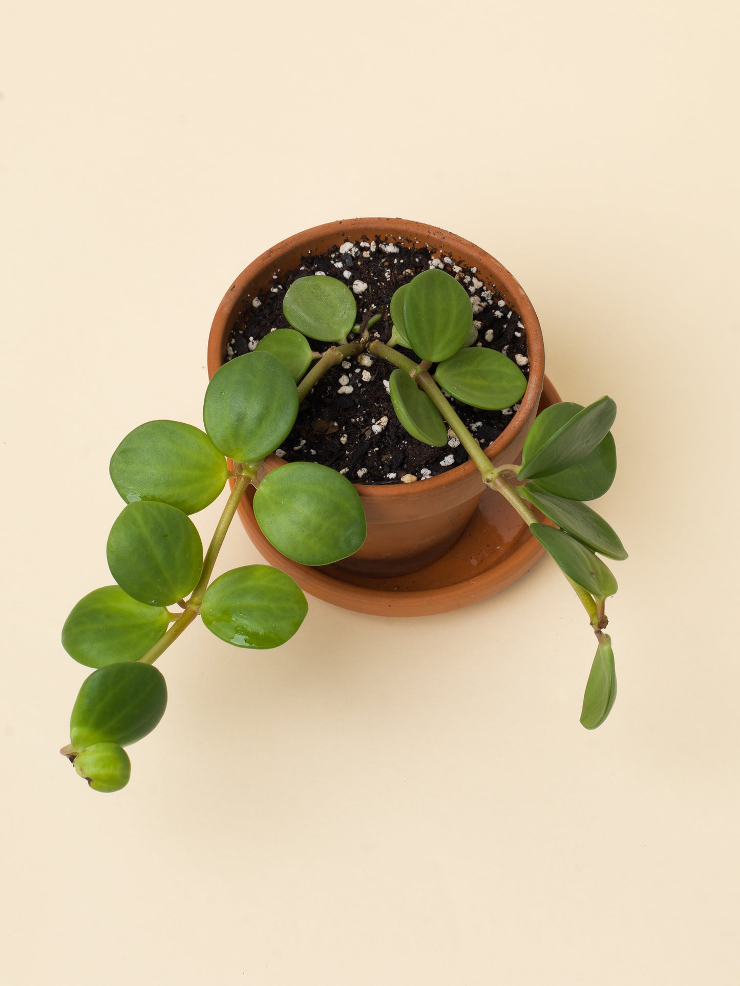 Peperomia tetraphylla Hope baby
