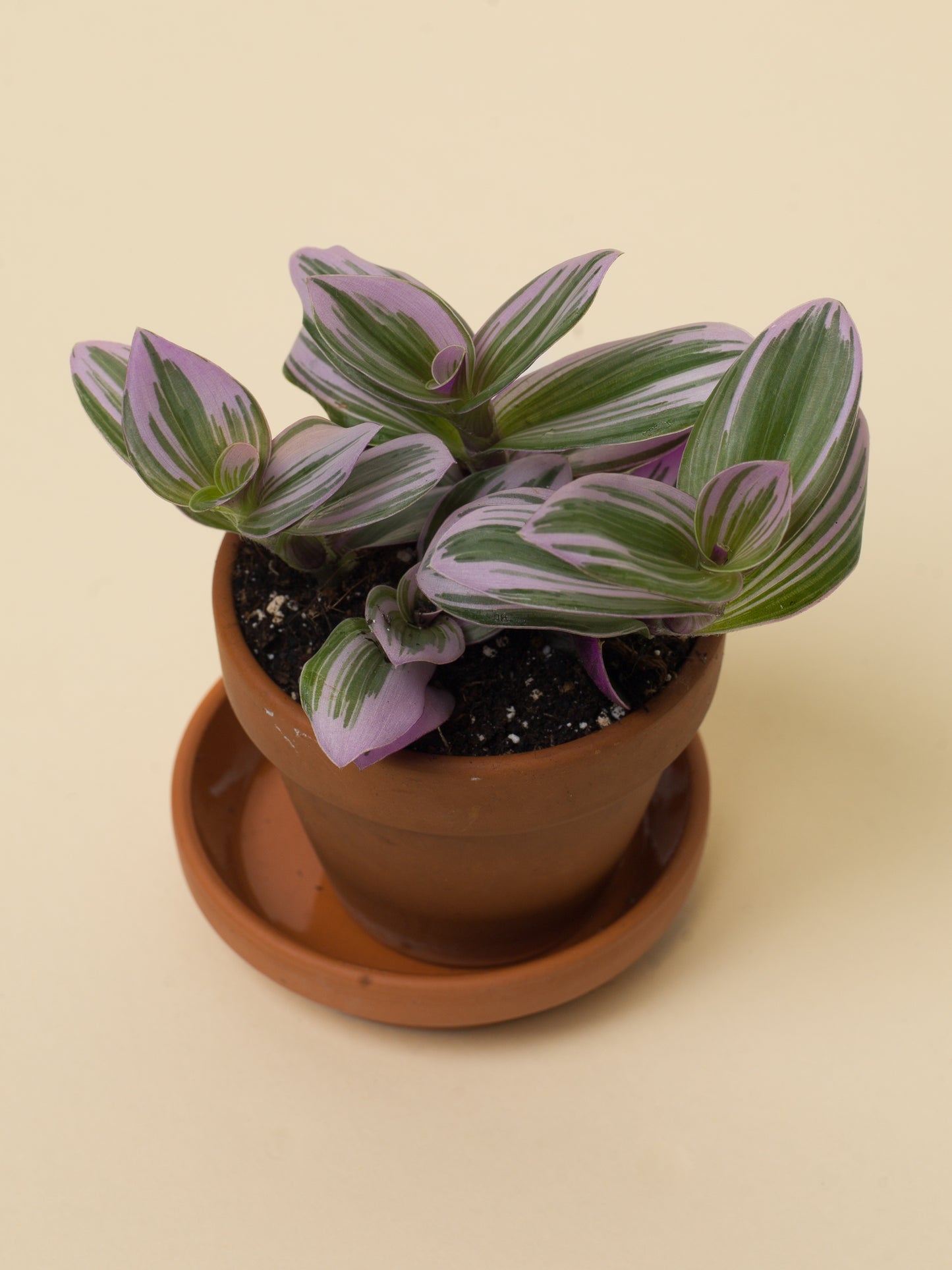 Tradescantia nanouk baby