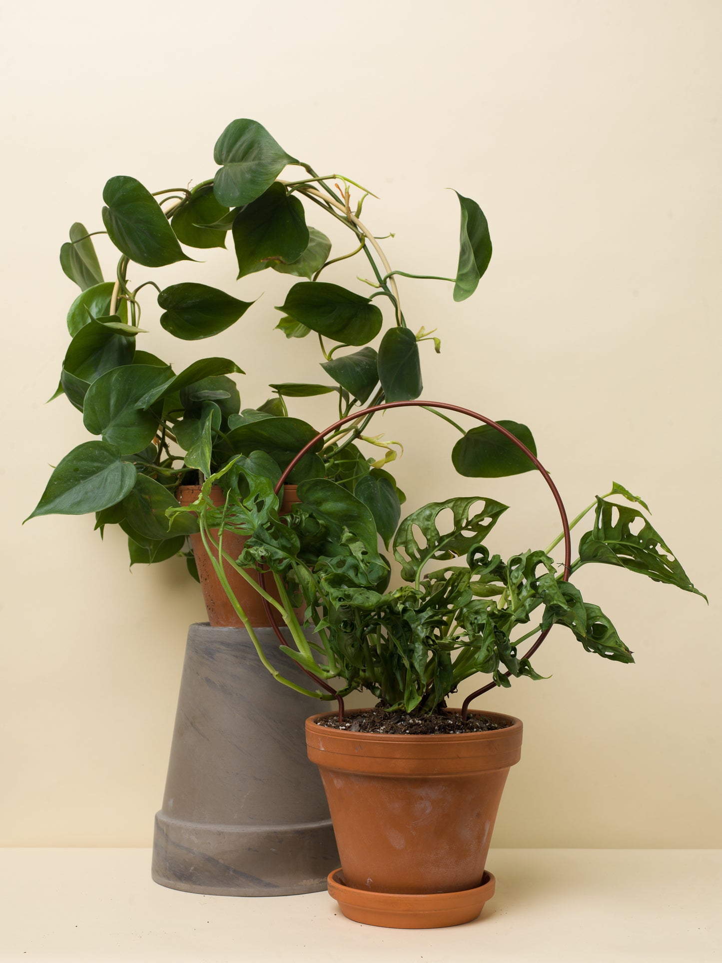 Philodendron scandens