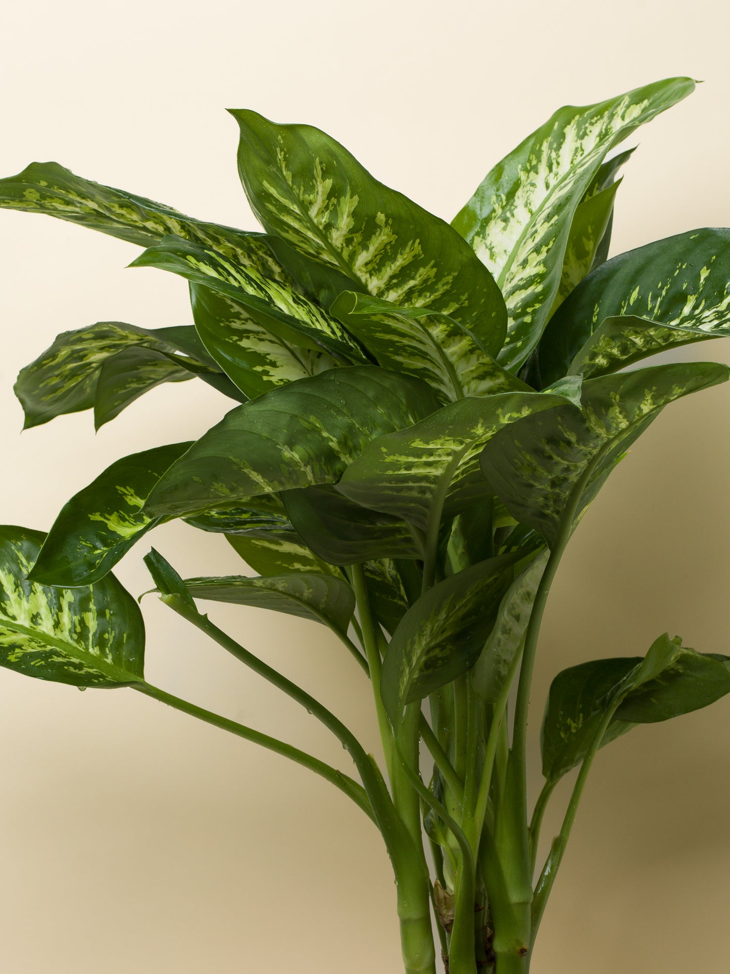 Dieffenbachia seguine Reeva