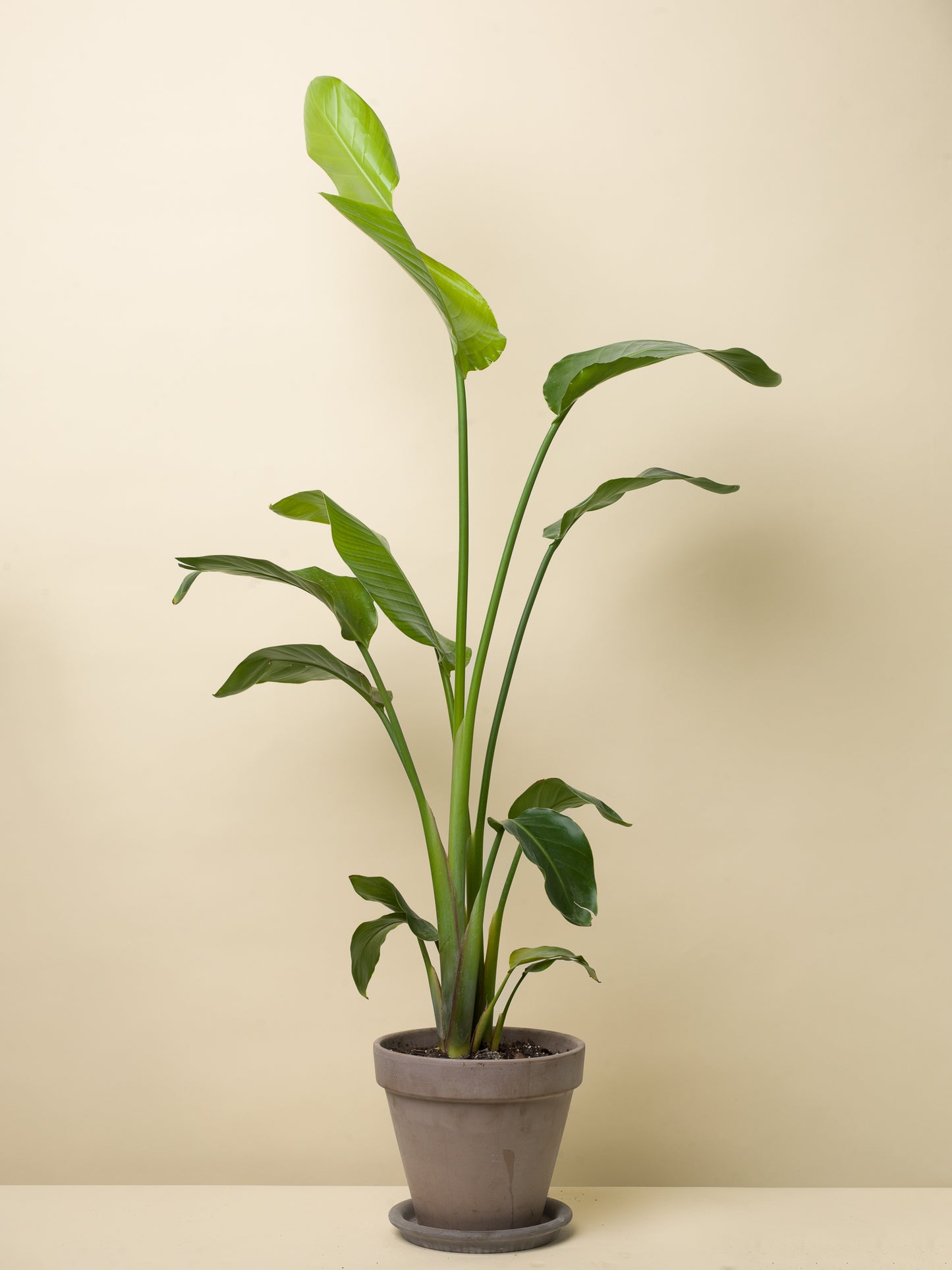 Strelitzia nicolai baby #slowplant
