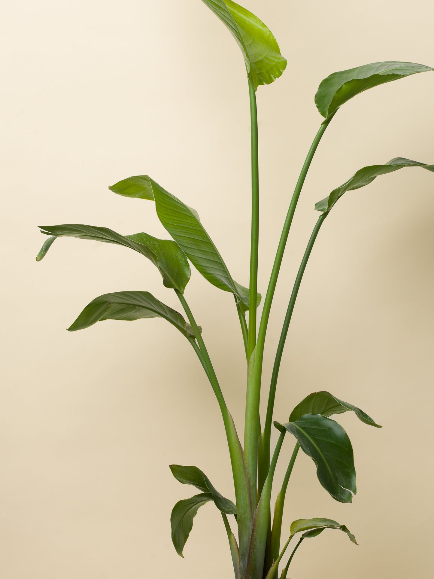 Strelitzia nikolai
