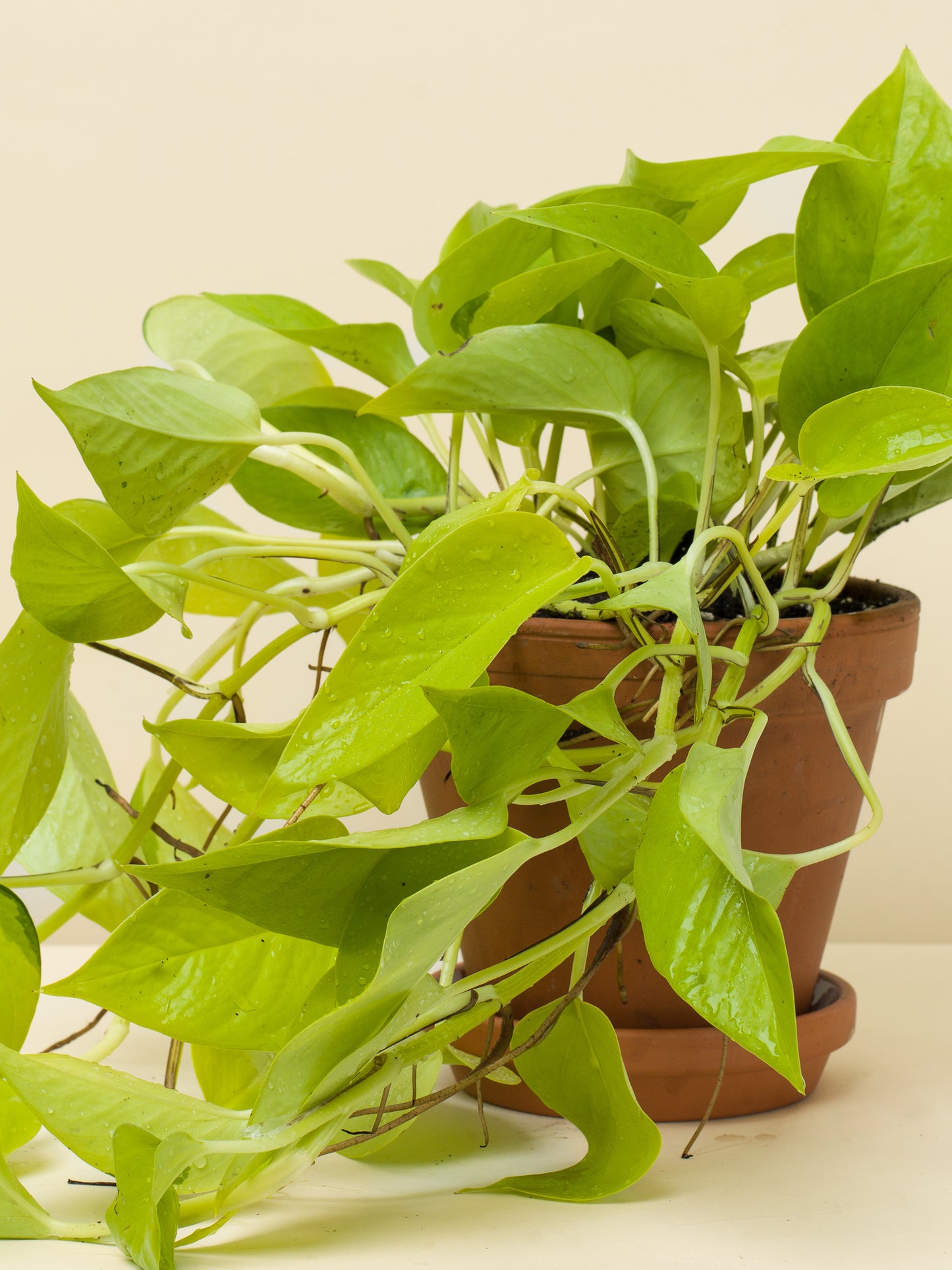 Epipremnum Neon Golden Potos