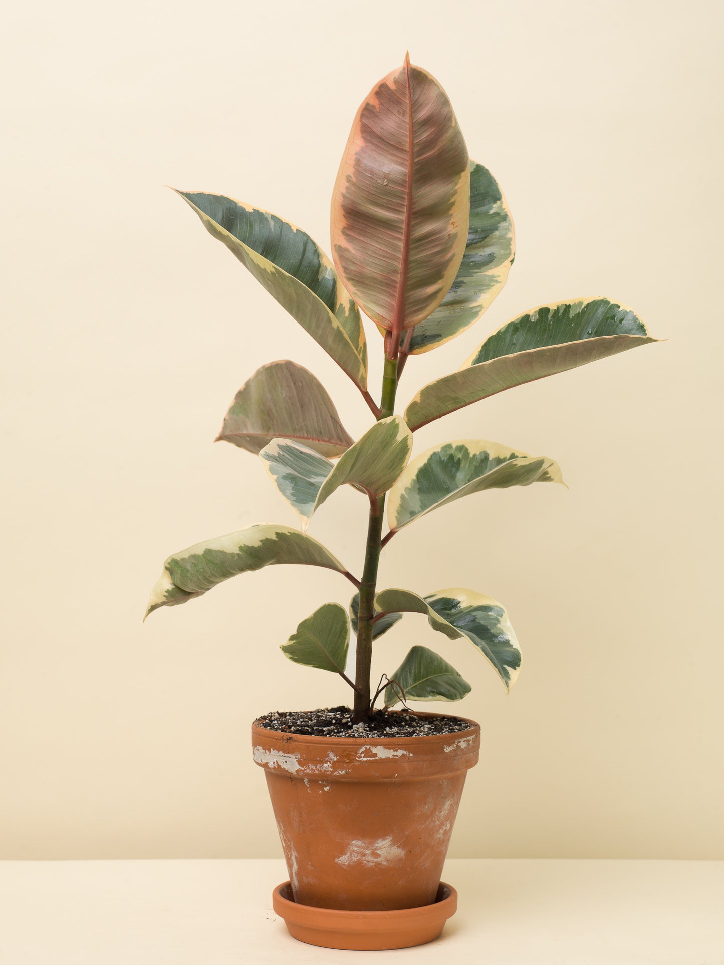 Ficus elastica Tineke