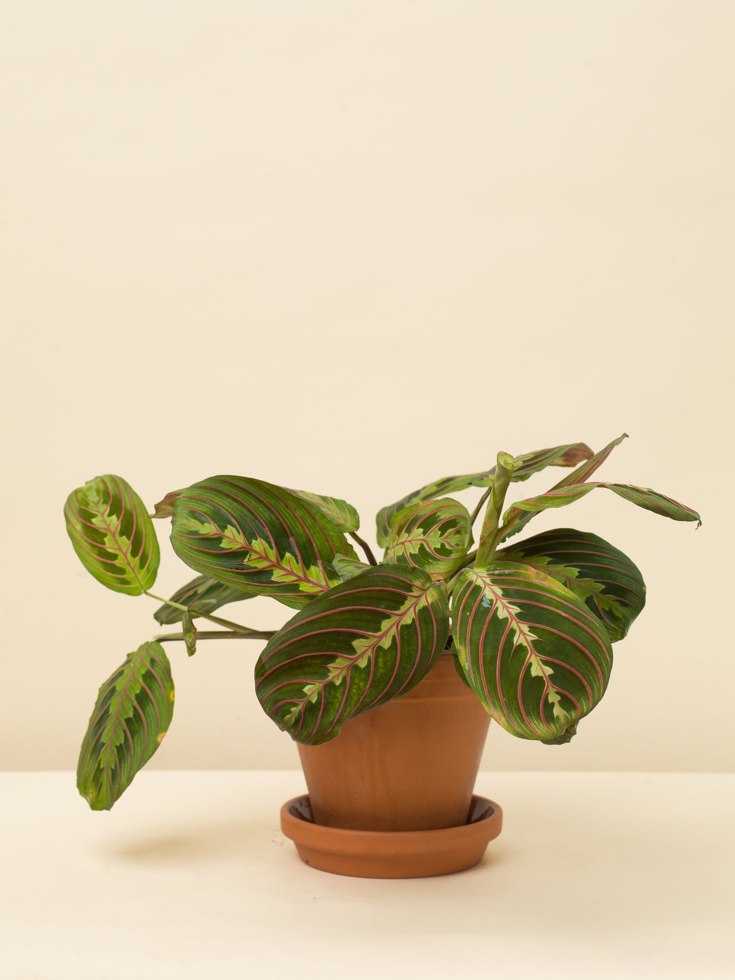 Maranta leuconeura Tricolor