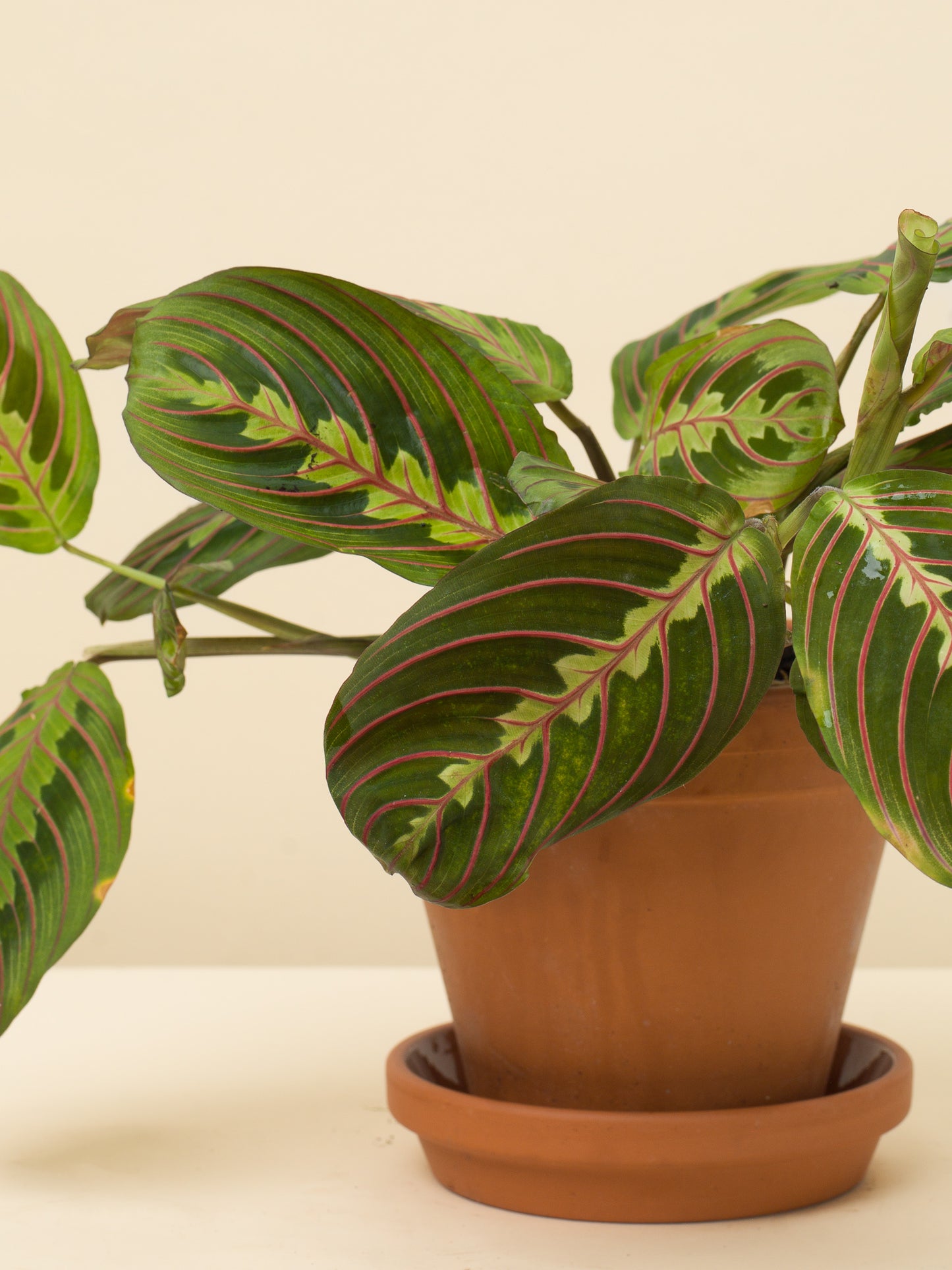 Maranta leuconeura Tricolor