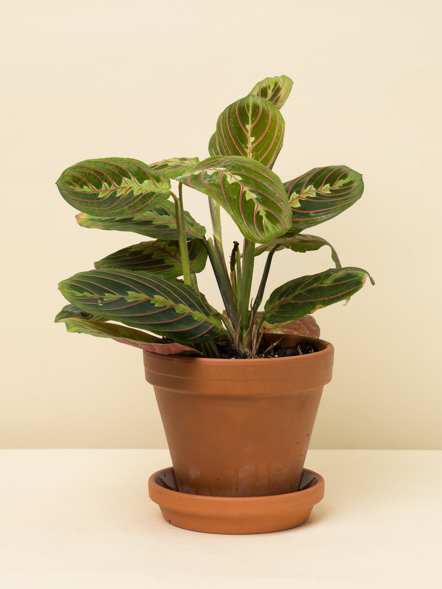 Maranta leuconeura Tricolor