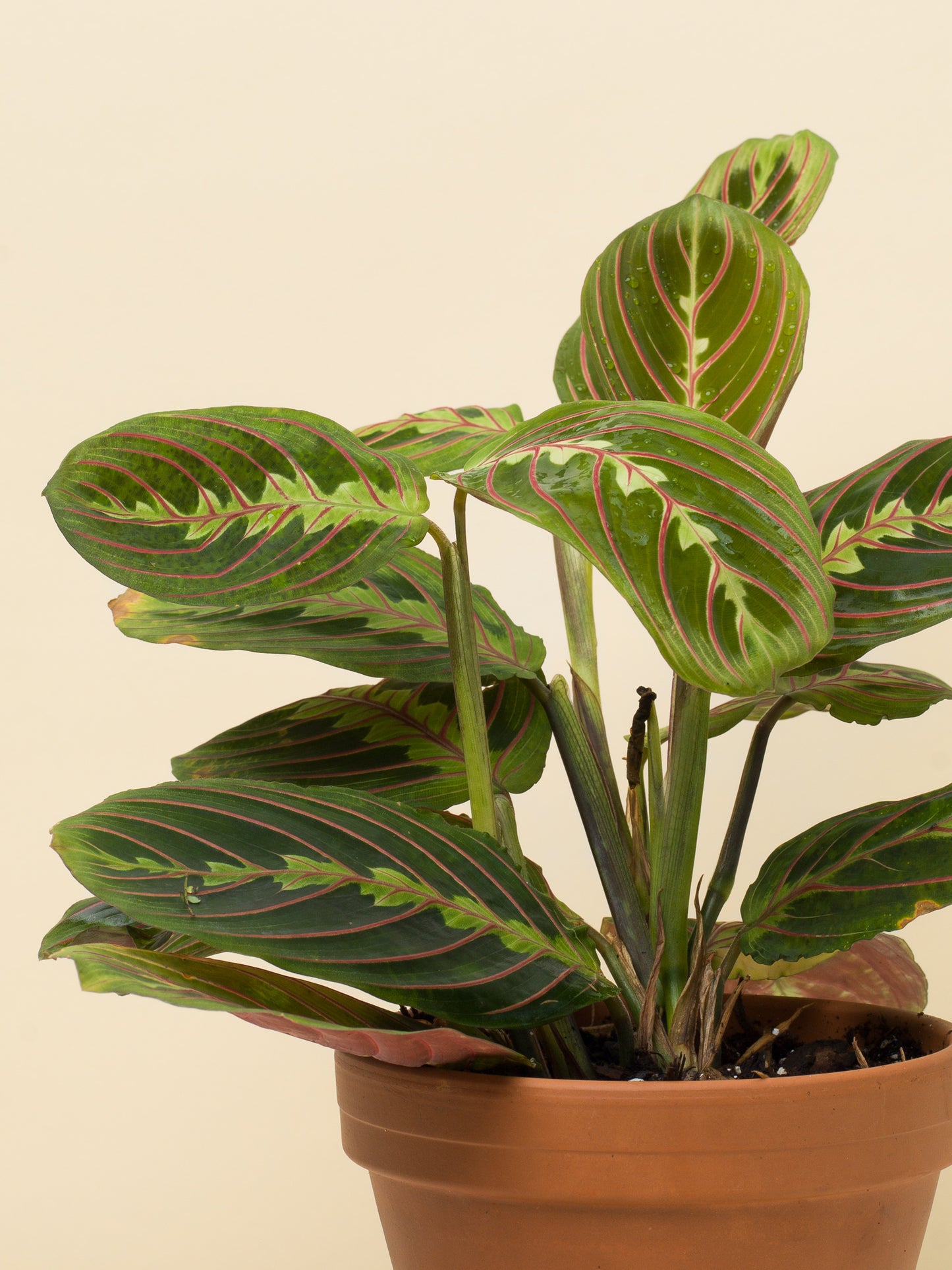Maranta leuconeura Tricolor