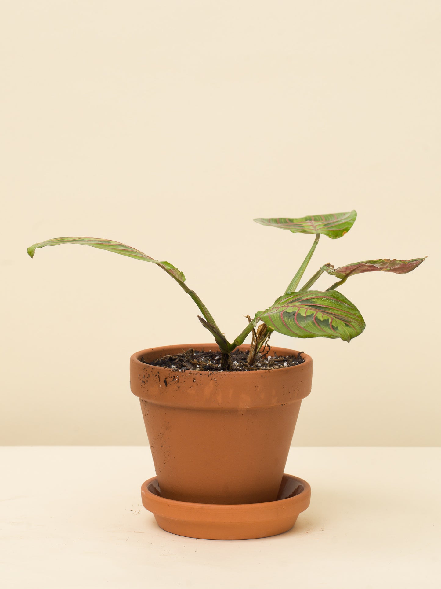 Maranta leuconeura Tricolor