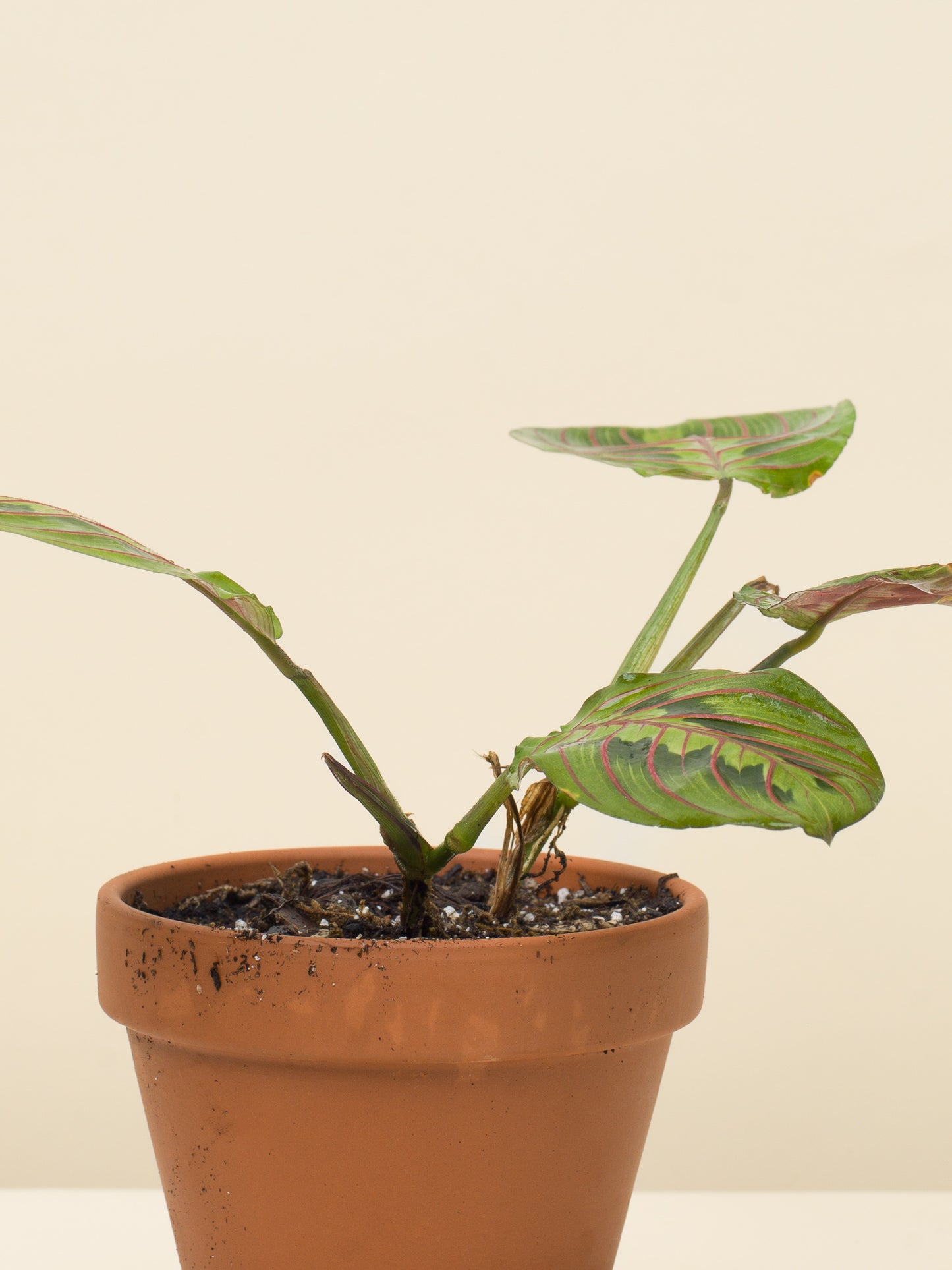Maranta leuconeura Tricolor