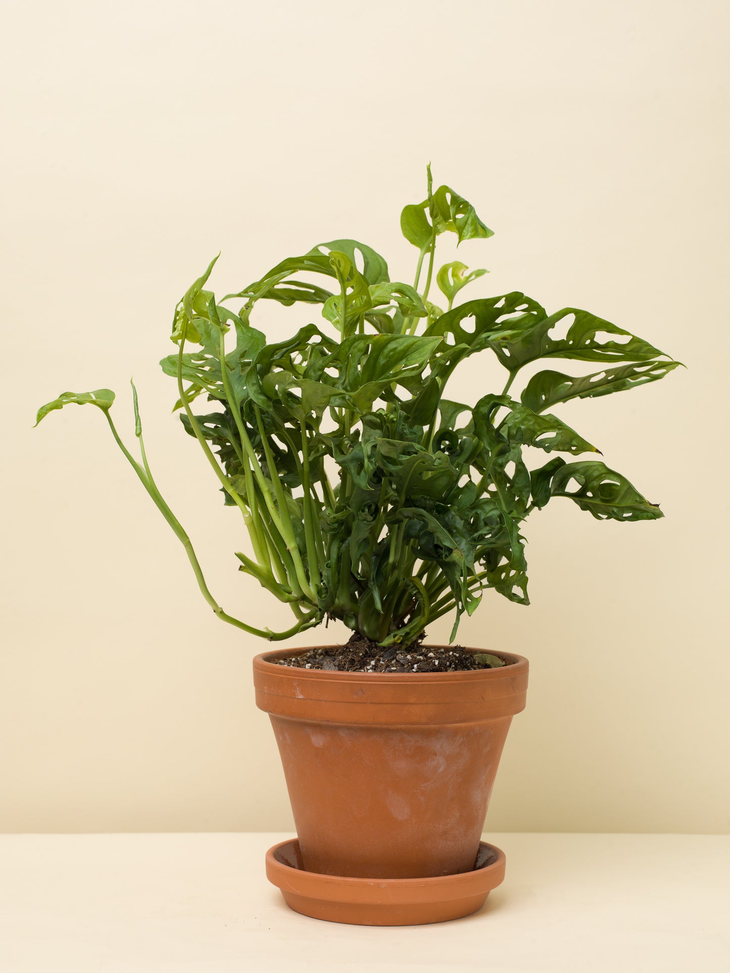 Monstera adansonii