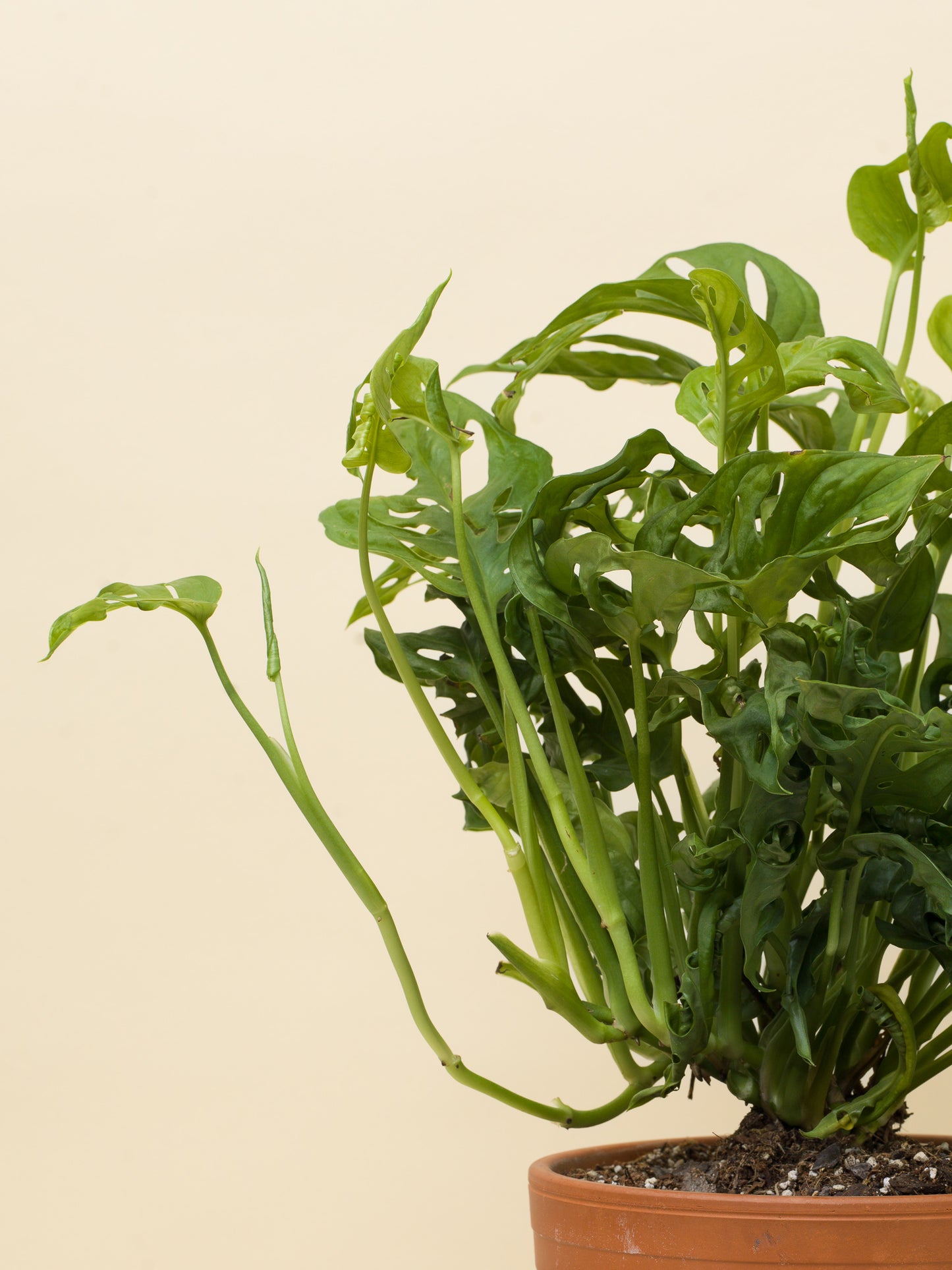 Monstera adansonii