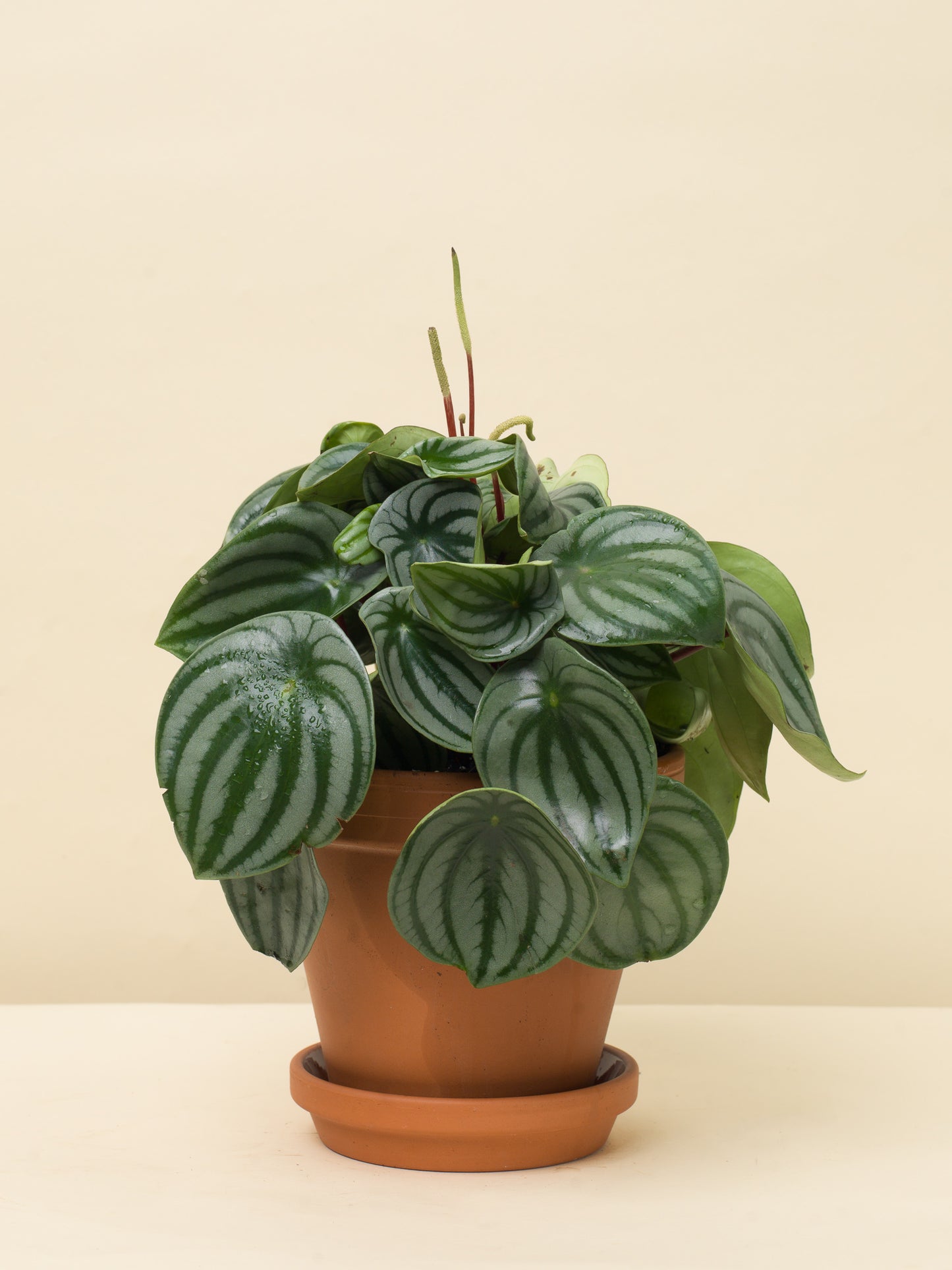 Peperomia argyreia Watermelon
