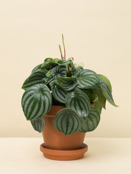 Peperomia argyreia Watermelon