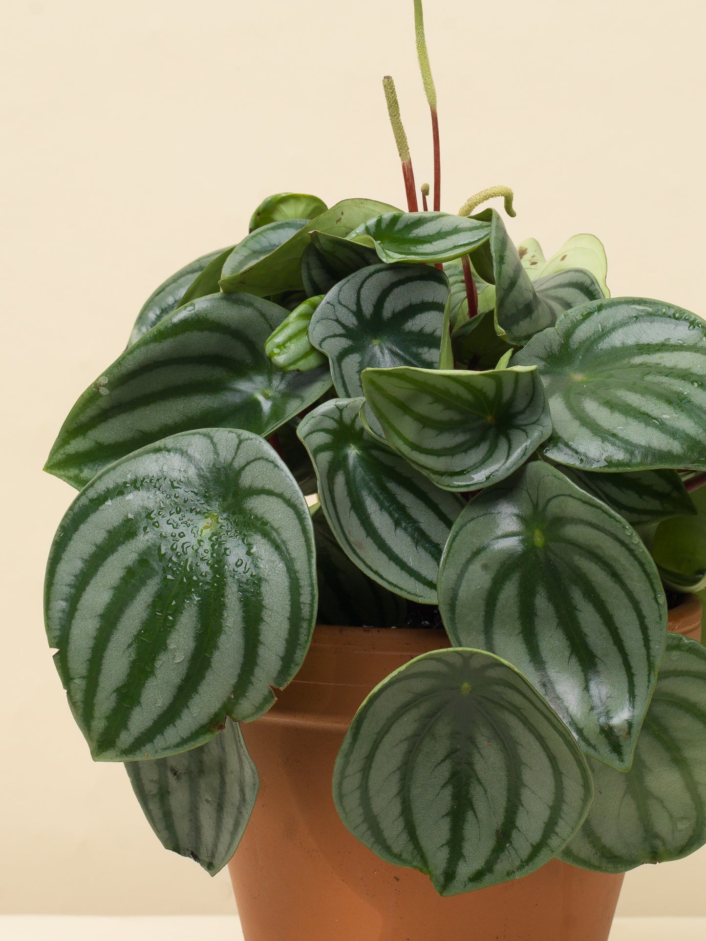 Peperomia argyreia Watermelon