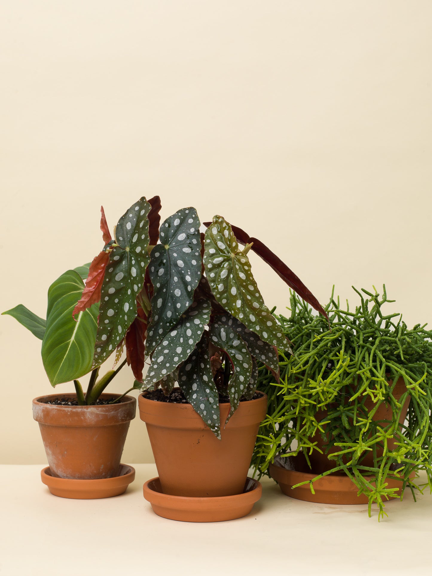 Begonia maculata wightii