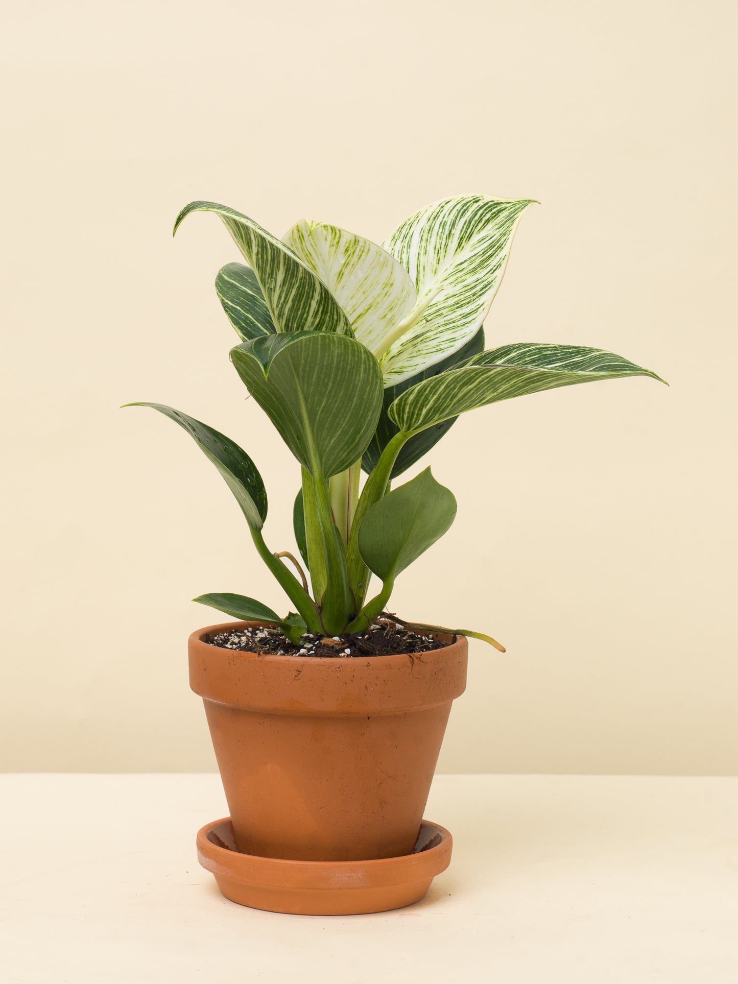 Philodendron birkin White Wave