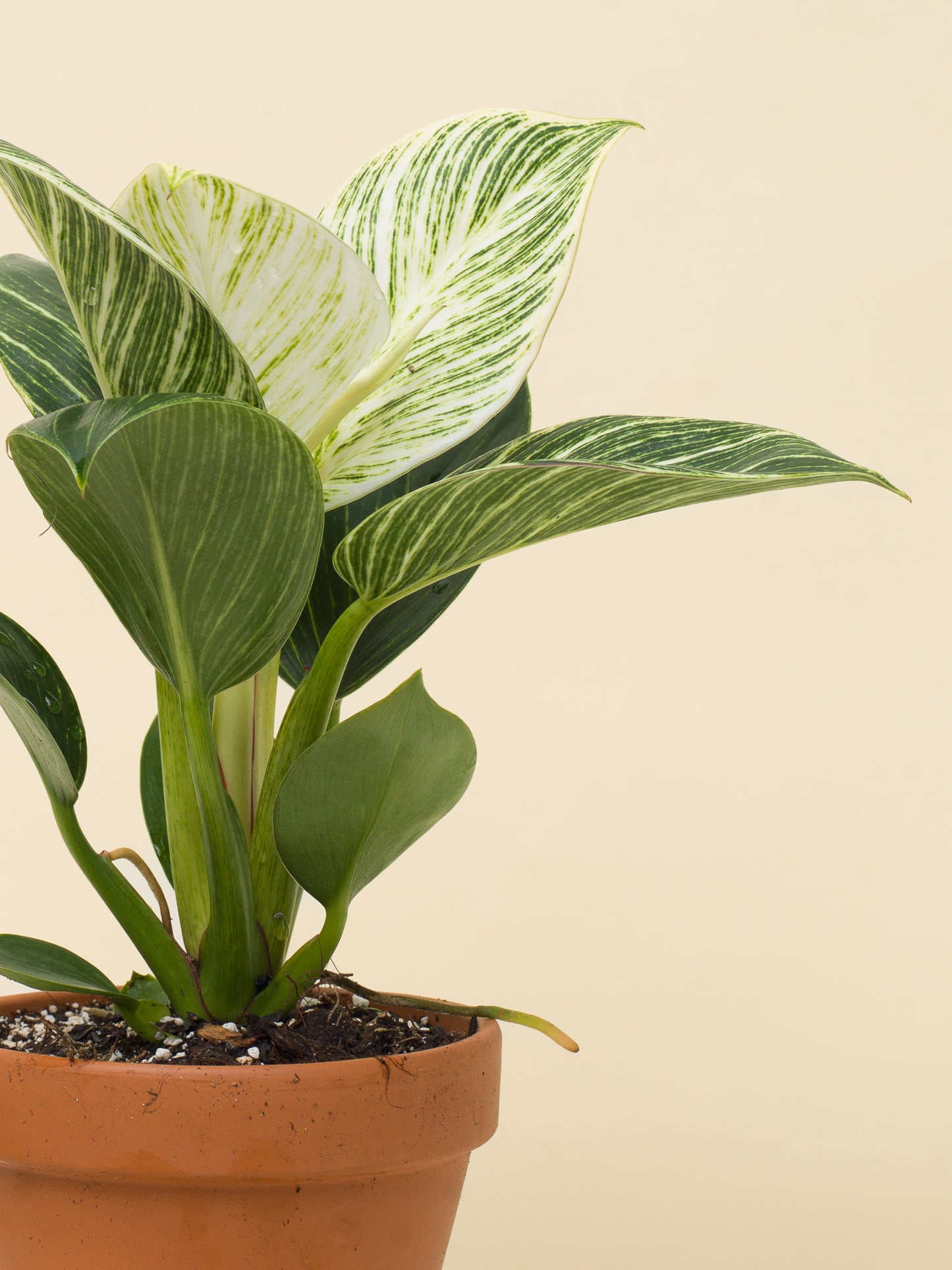 Philodendron birkin White Wave