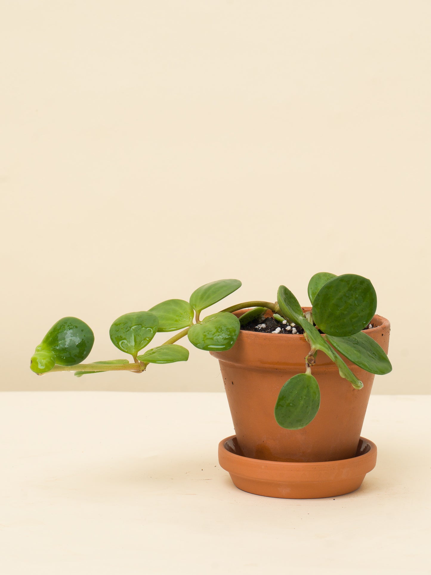 Peperomia tetraphylla Hope baby