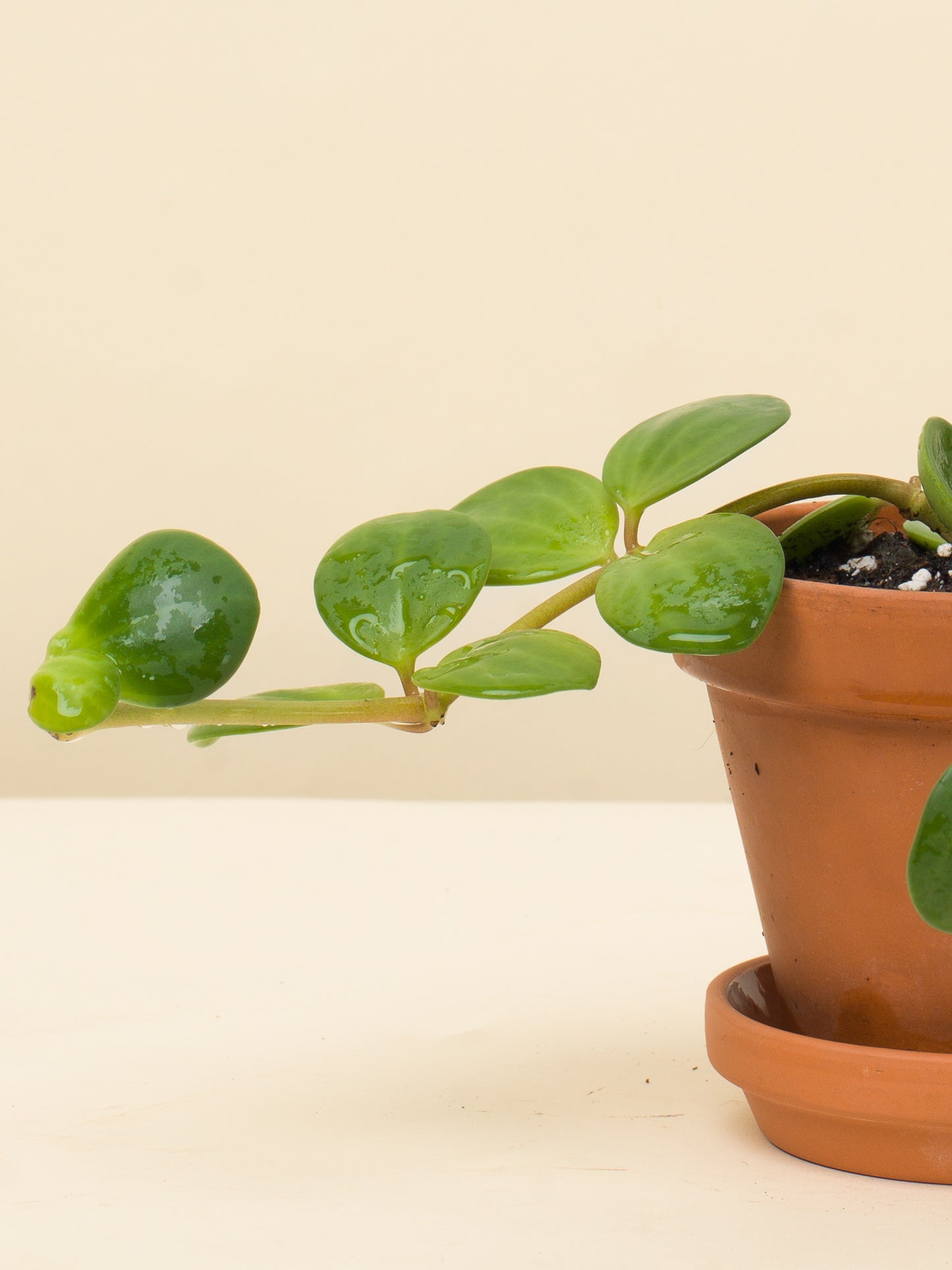 Peperomia tetraphylla Hope baby