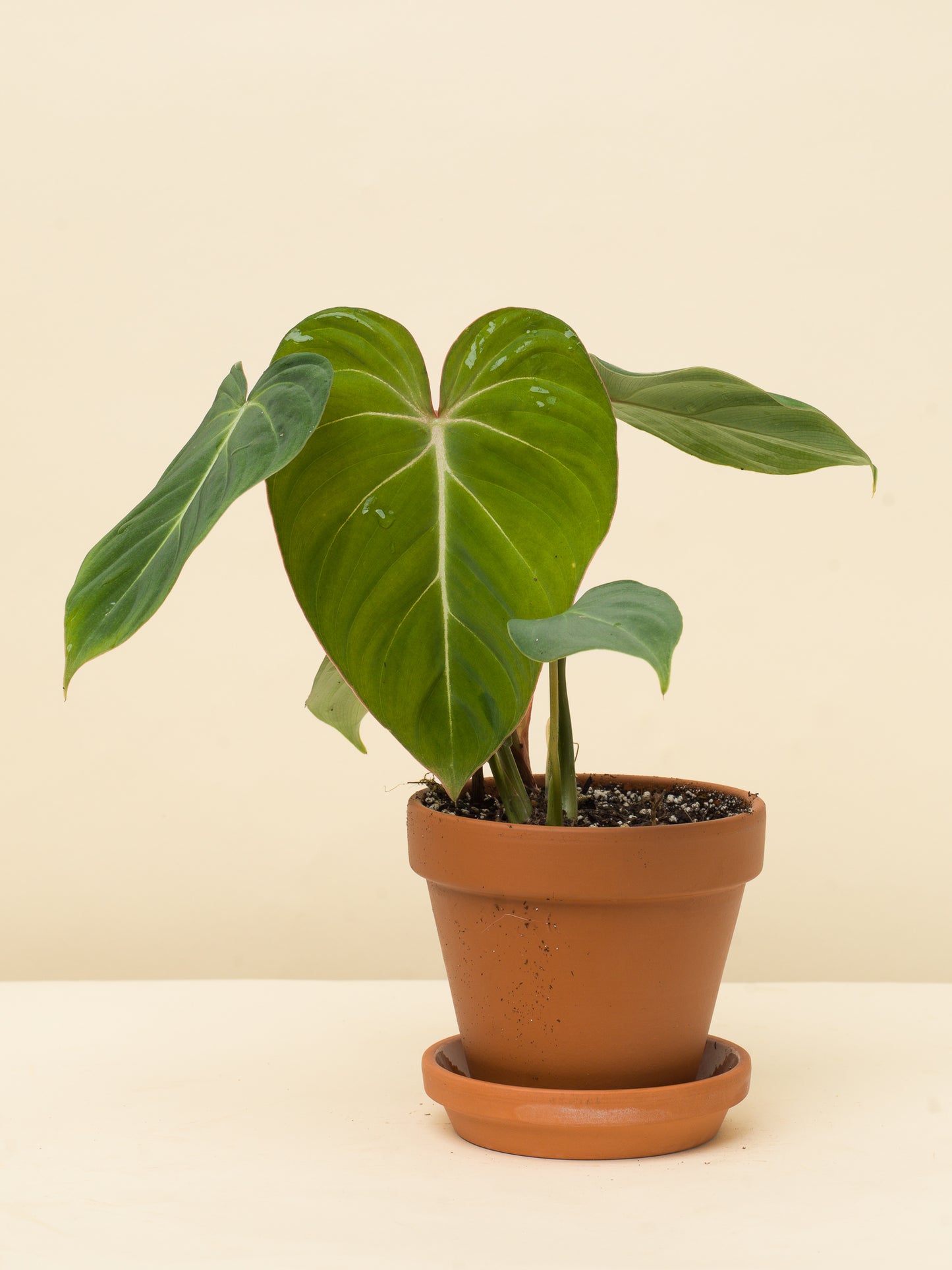 Philodendron gloriosum
