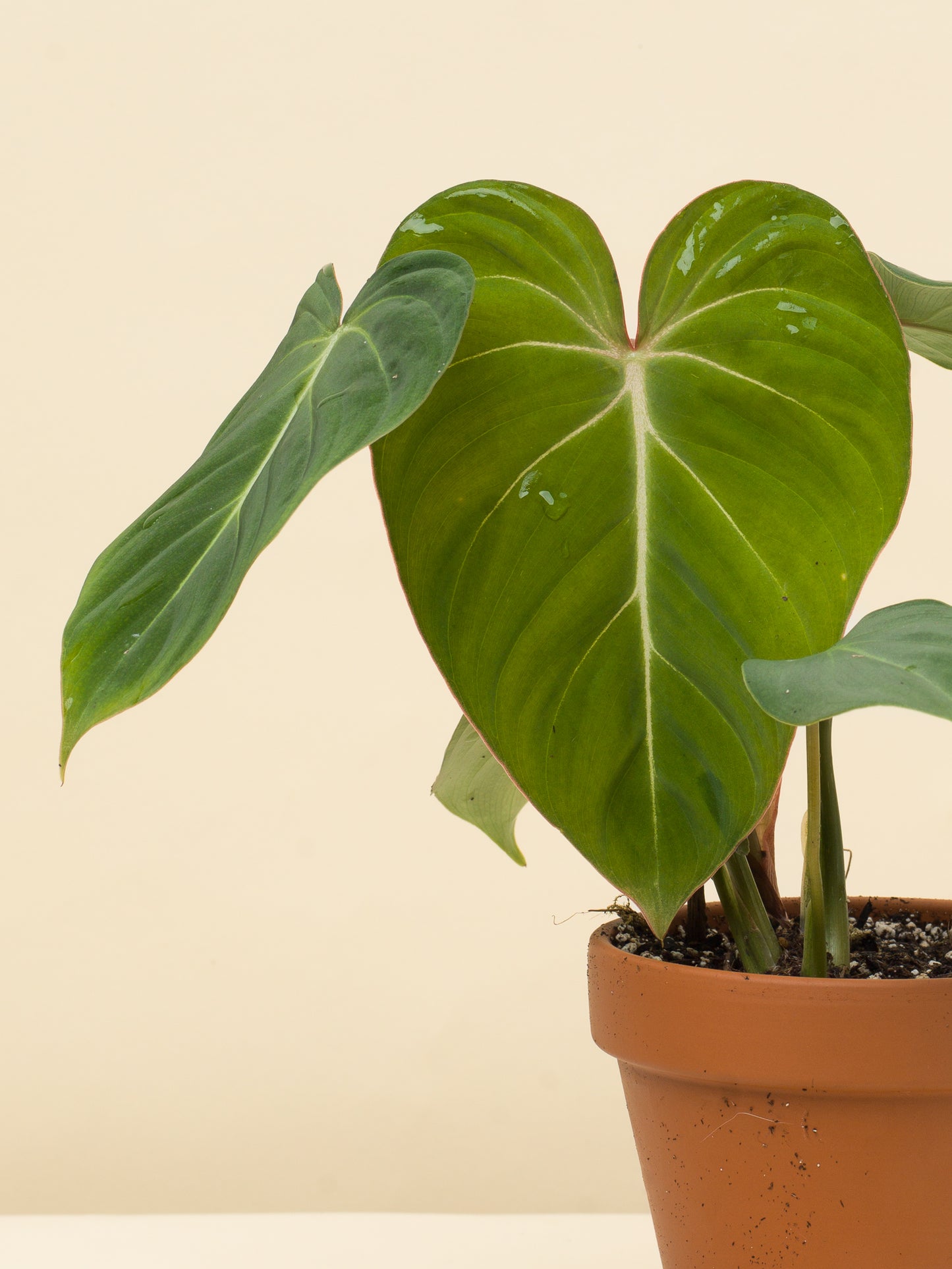 Philodendron gloriosum