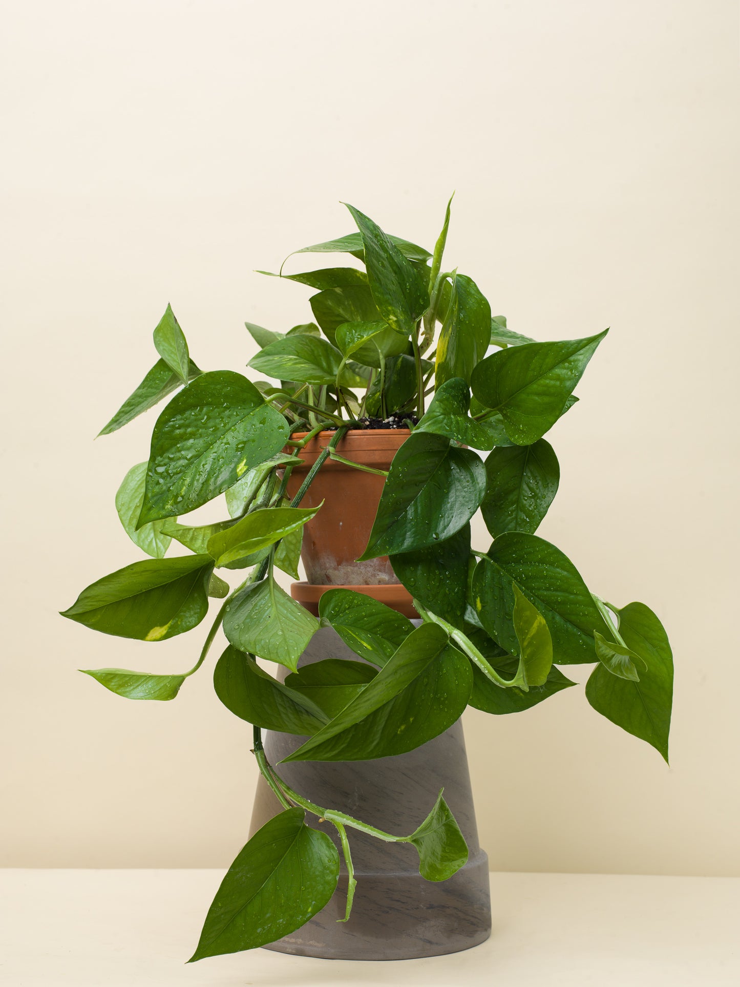 Epipremnum aureum