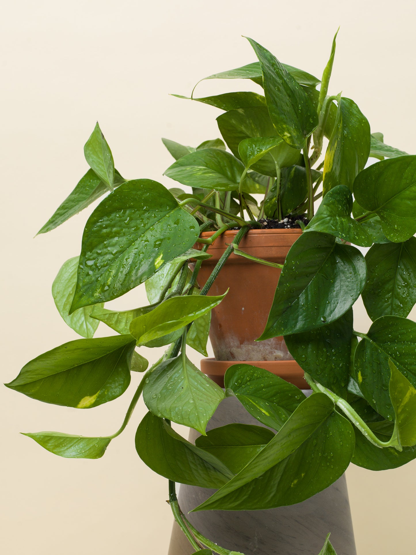 Epipremnum aureum