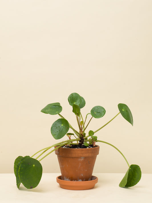 Pilea peperomioides SLOW PLANT