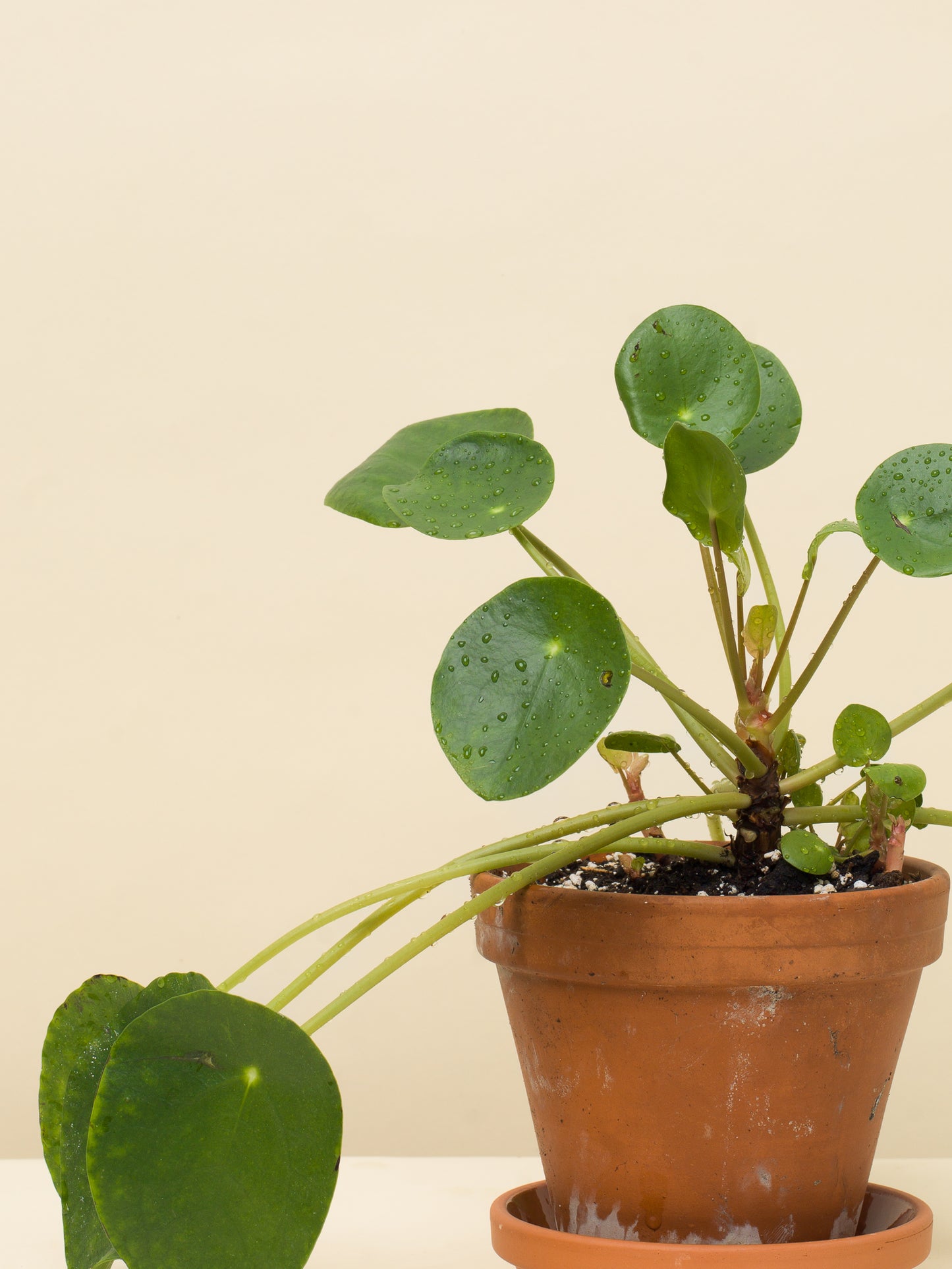 Pilea peperomioides větší