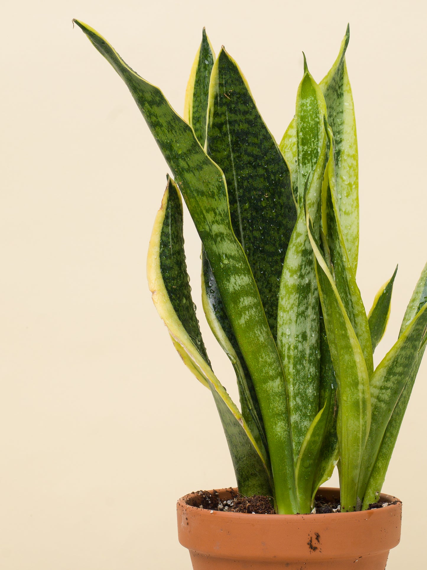 Sansevieria trifasciata Futura Suberba
