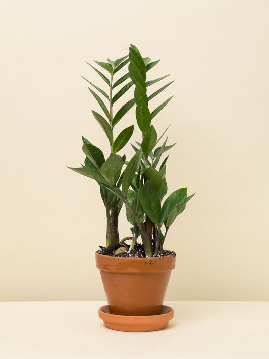 Zamioculcas zamiifolia