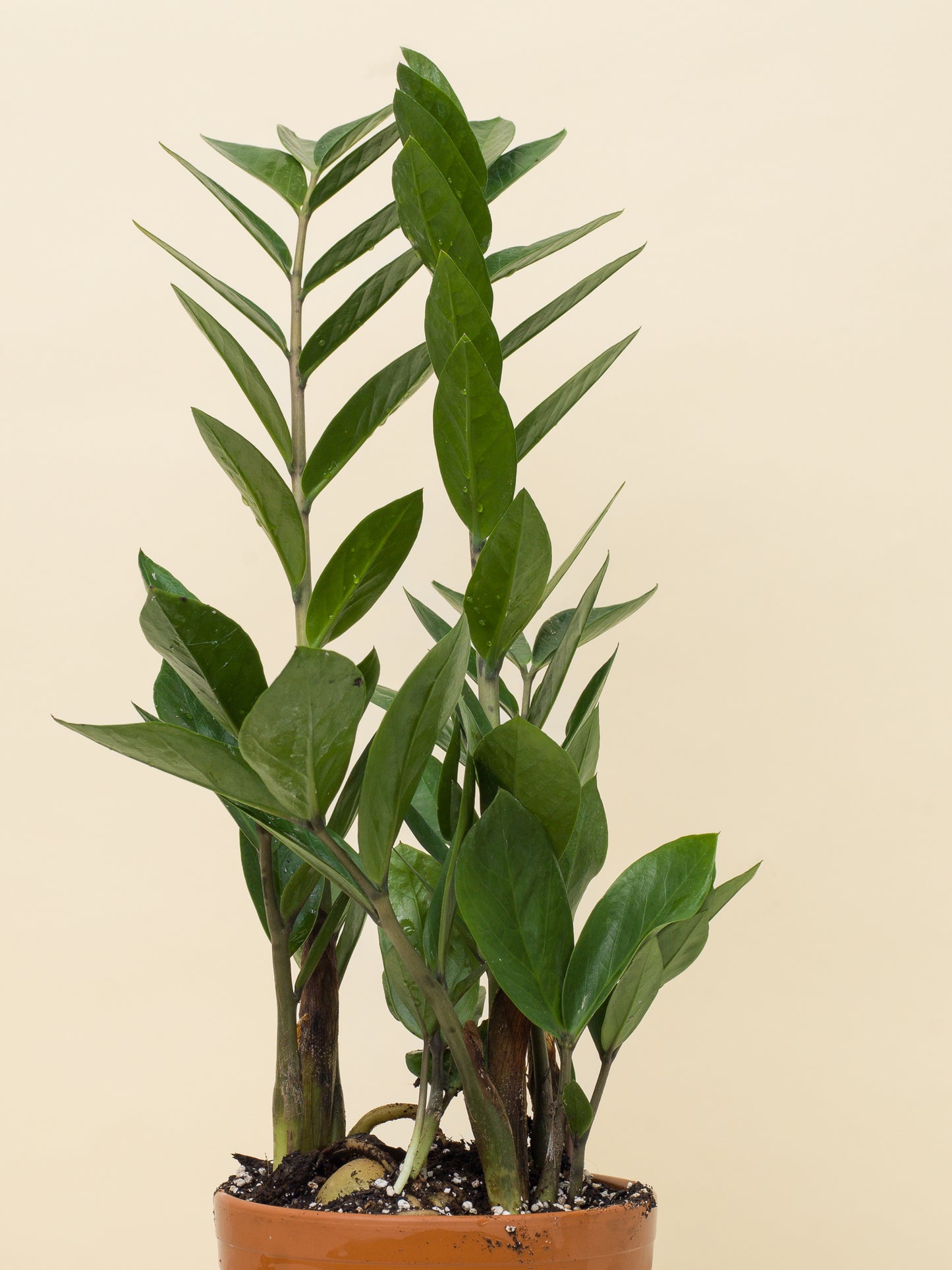 Zamioculcas zamiifolia