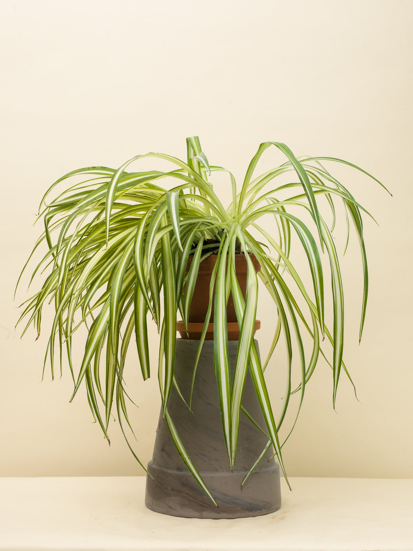 Chlorophytum comosum Vittatum