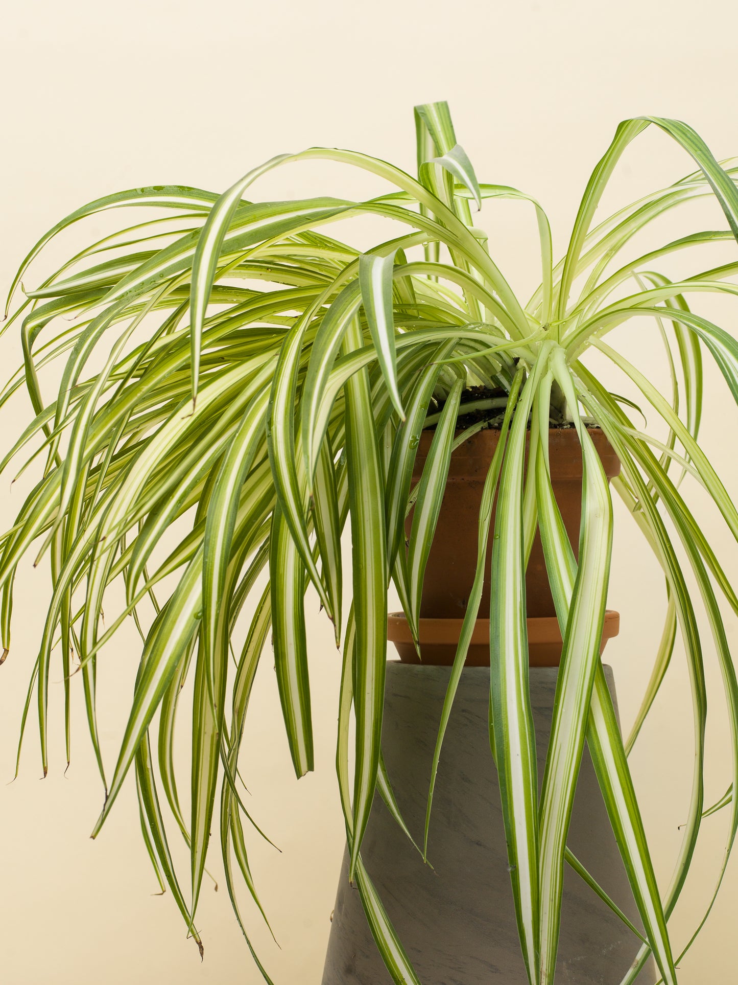 Chlorophytum comosum Vittatum
